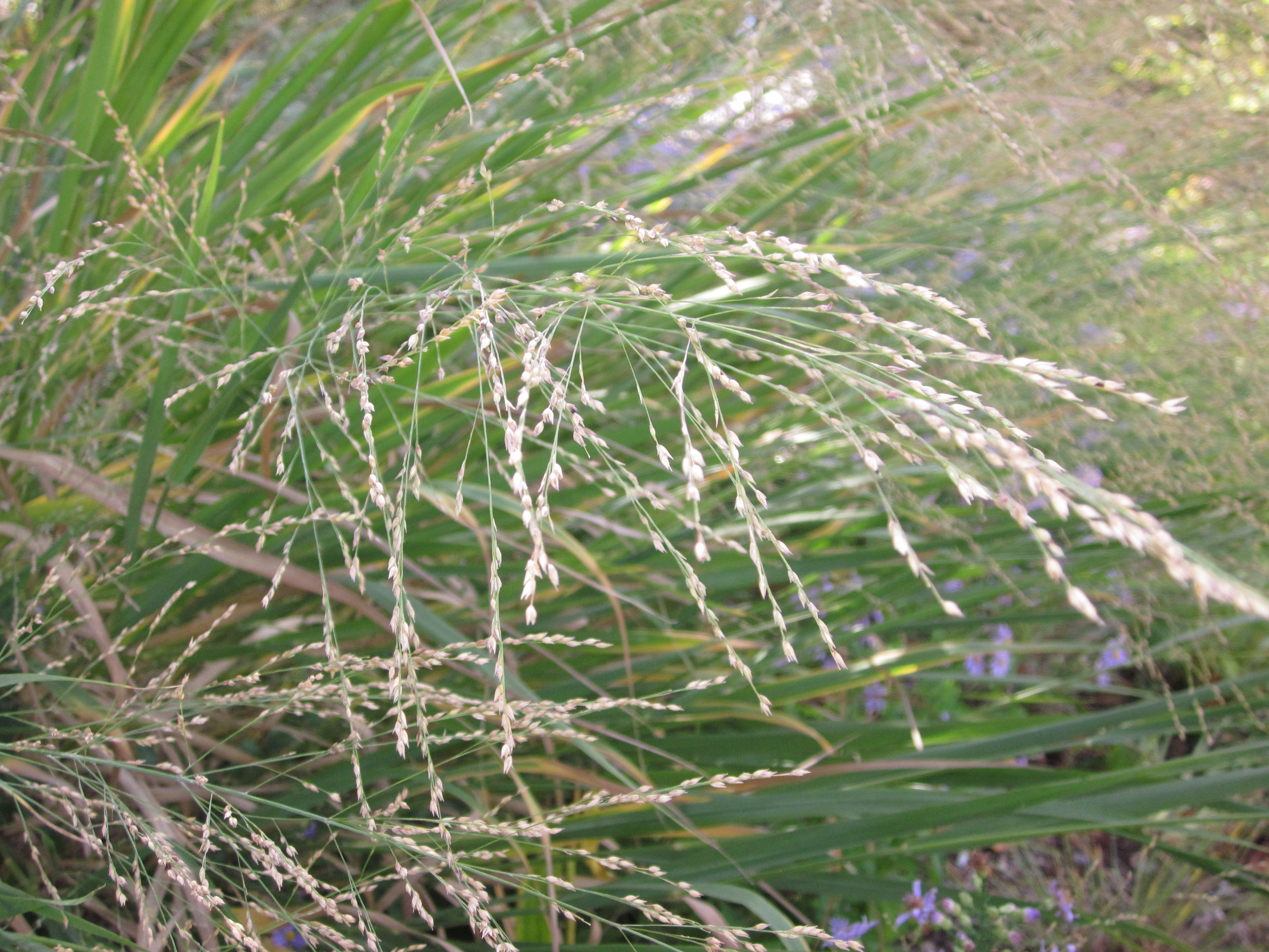 Airy, pink-tinged seed-heads of switch grass catch the light at the National Garden, USBG