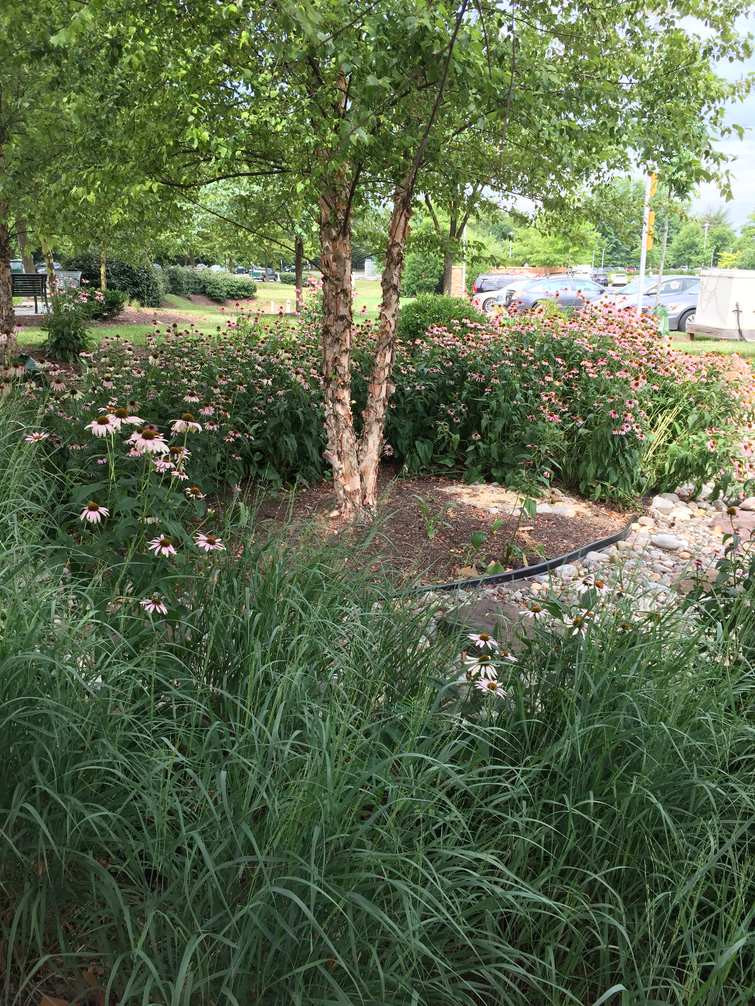 Switch grass combines beautifully with purple coneflower and river birch in landscaping in Rockville, MD
