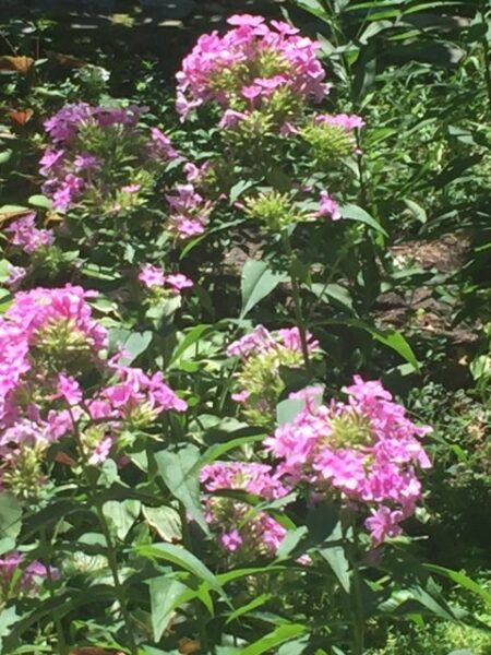 Phlox paniculata, Pink Garden Phlox