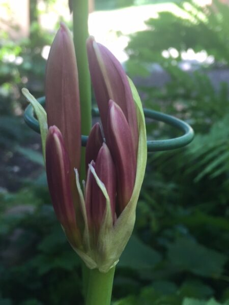 Lycoris squamigera - Resurrection lily - buds