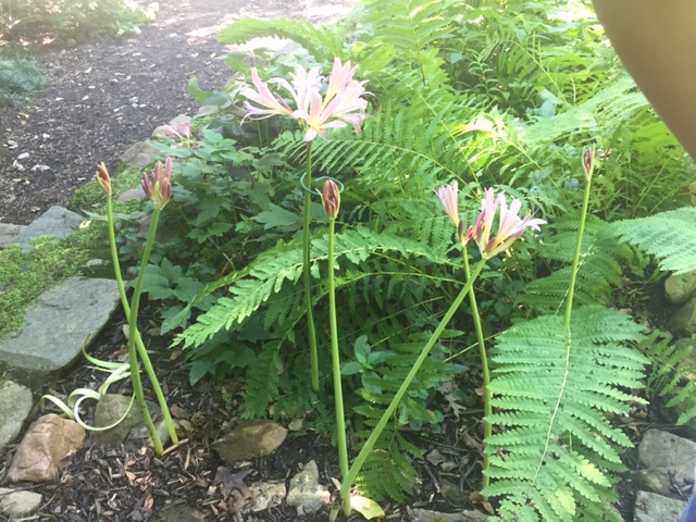 Lycoris squamigera - Resurrection lily - collection