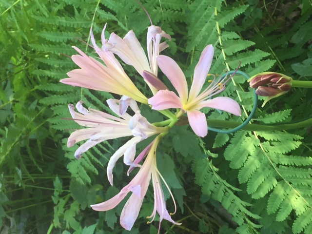Lycoris squamigera - Resurrection lily - in bloom.