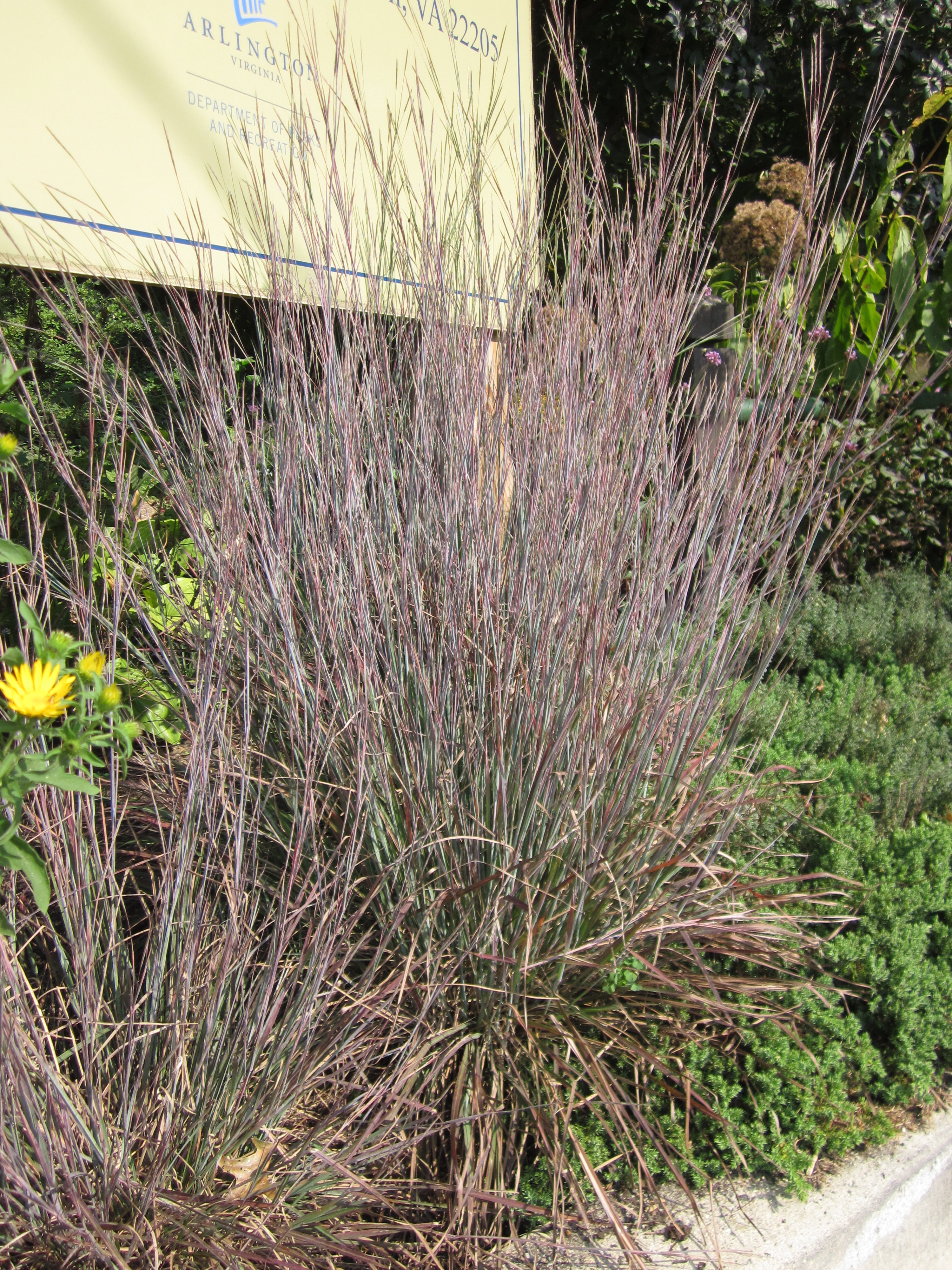 Blue-green and lavender foliage of little bluestem at the Sunny Garden at Bon Air Park