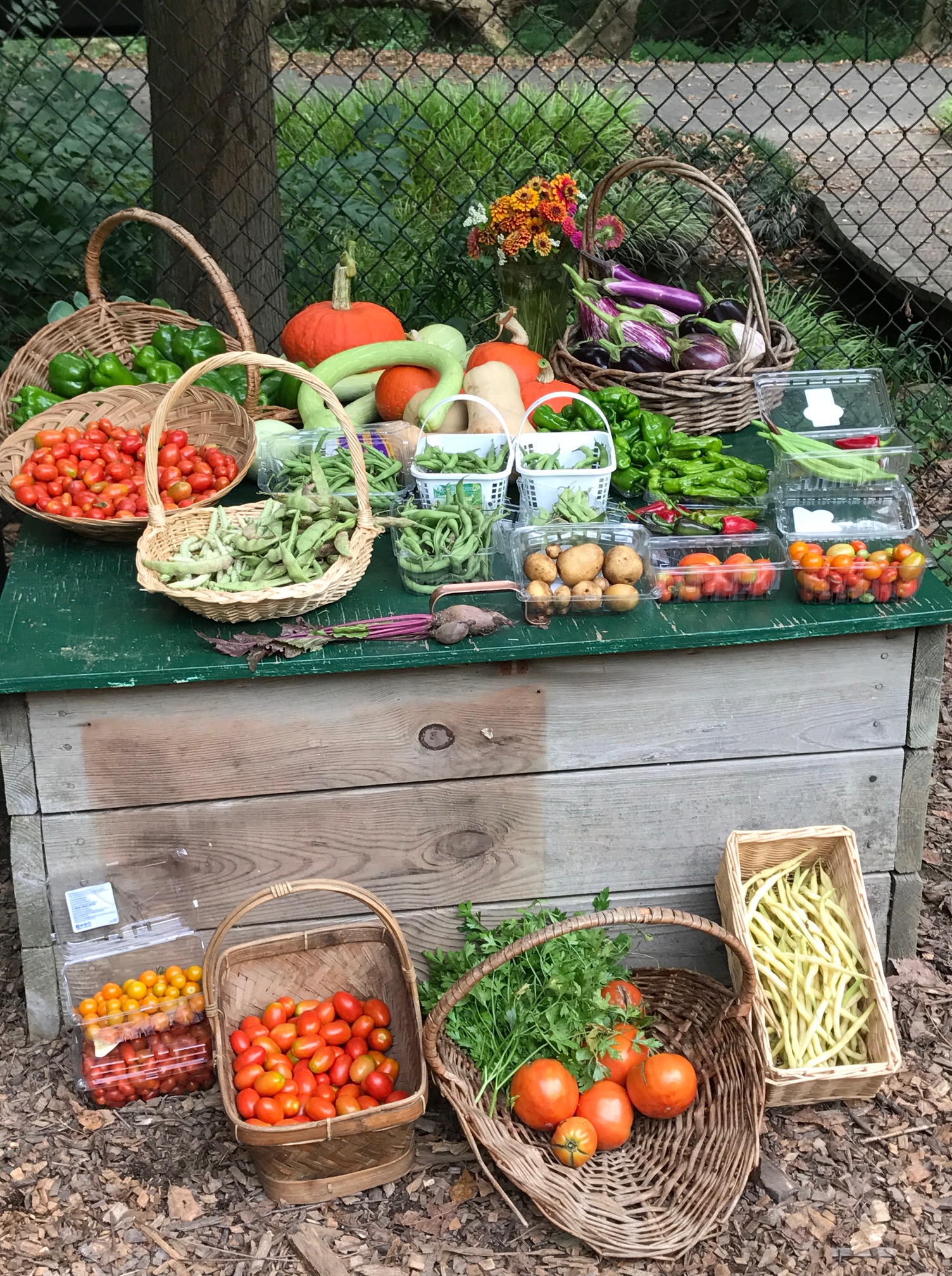 Summer Bounty from the Organic Vegetable Garden