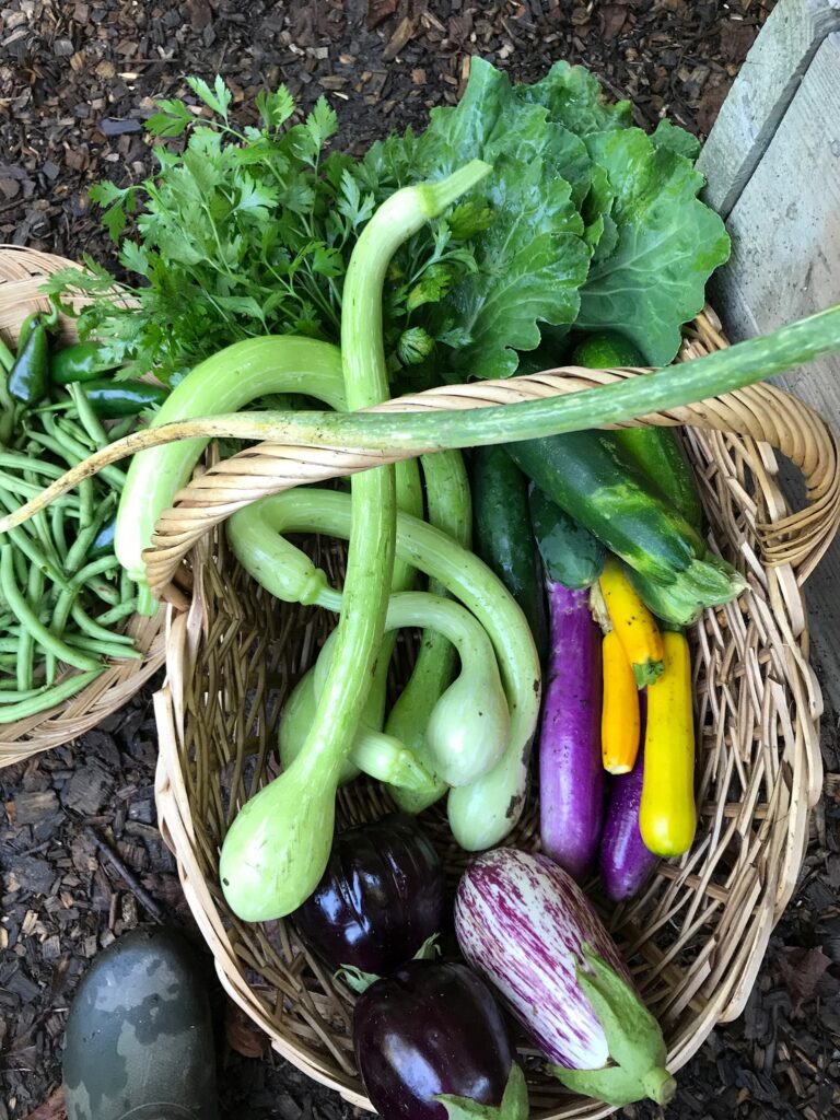 Curved Tromboncino, zucchini, and yellow squash