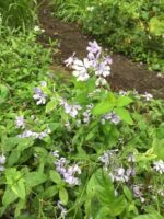 Phlox divaricata, Woodland Phlox