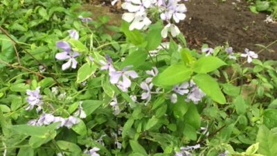Phlox divaricata, Woodland Phlox