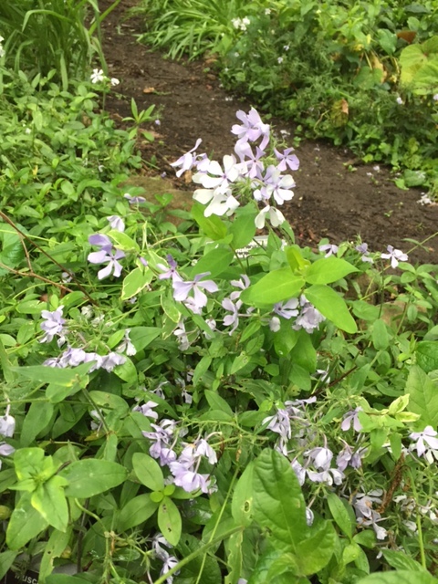 Phlox divaricata, Woodland Phlox