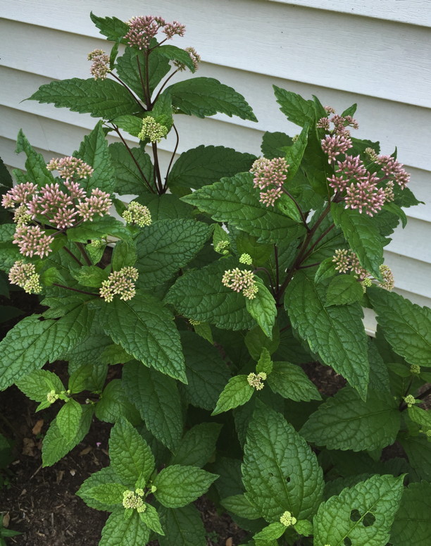 Eutrochium dubium (Eastern or Coastal Joe Pye Weed) in July. Photo by Elaine L. Mills, 2015-07-26, private garden, Arlington, Virginia.