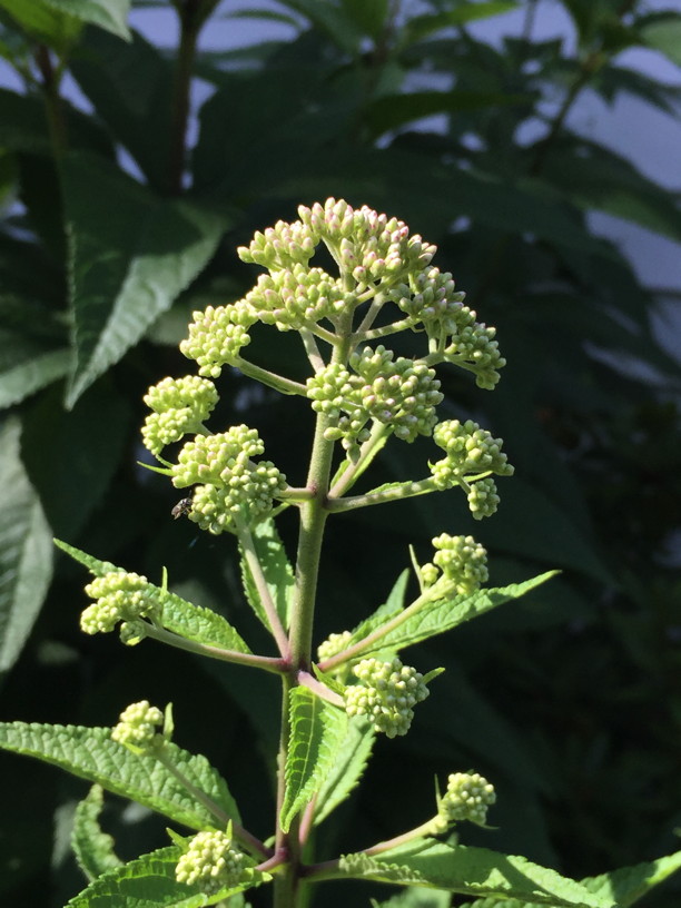 Eutrochium dubium (Eastern or Coastal Joe Pye Weed) flower buds in July. Photo by Elaine L. Mills, 2018-07-05, private garden, Arlington, Virginia.