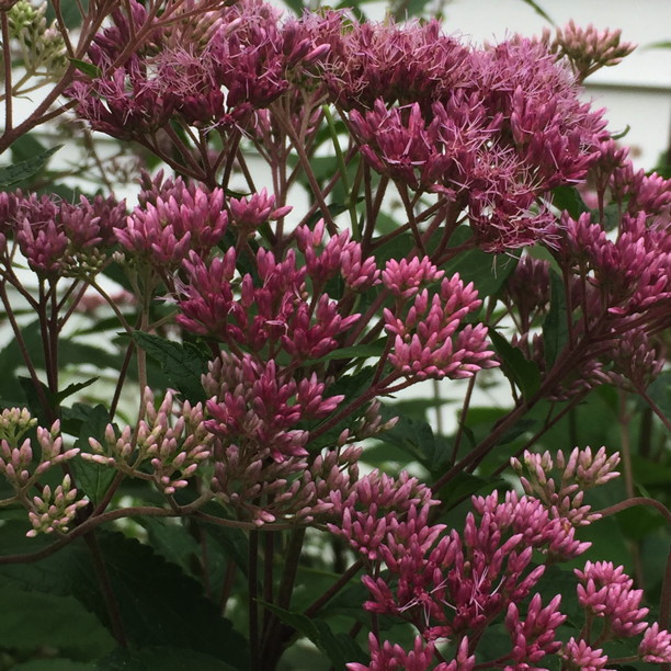 Detail of Eutrochium dubium (Eastern or Coastal Joe Pye Weed) flowers in August. Photo by Elaine L. Mills, 2015-08-08, private garden, Arlington, Virginia.