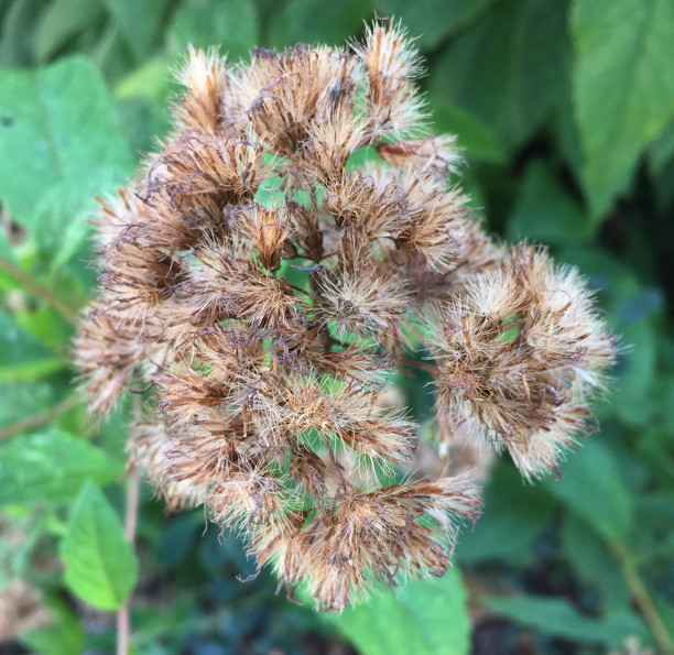 Detail of seed heads of Eutrochium dubium (Eastern or Coastal Joe Pye Weed) Photo by Elaine L. Mills, 2017-09-28, private garden, Arlington, Virginia.