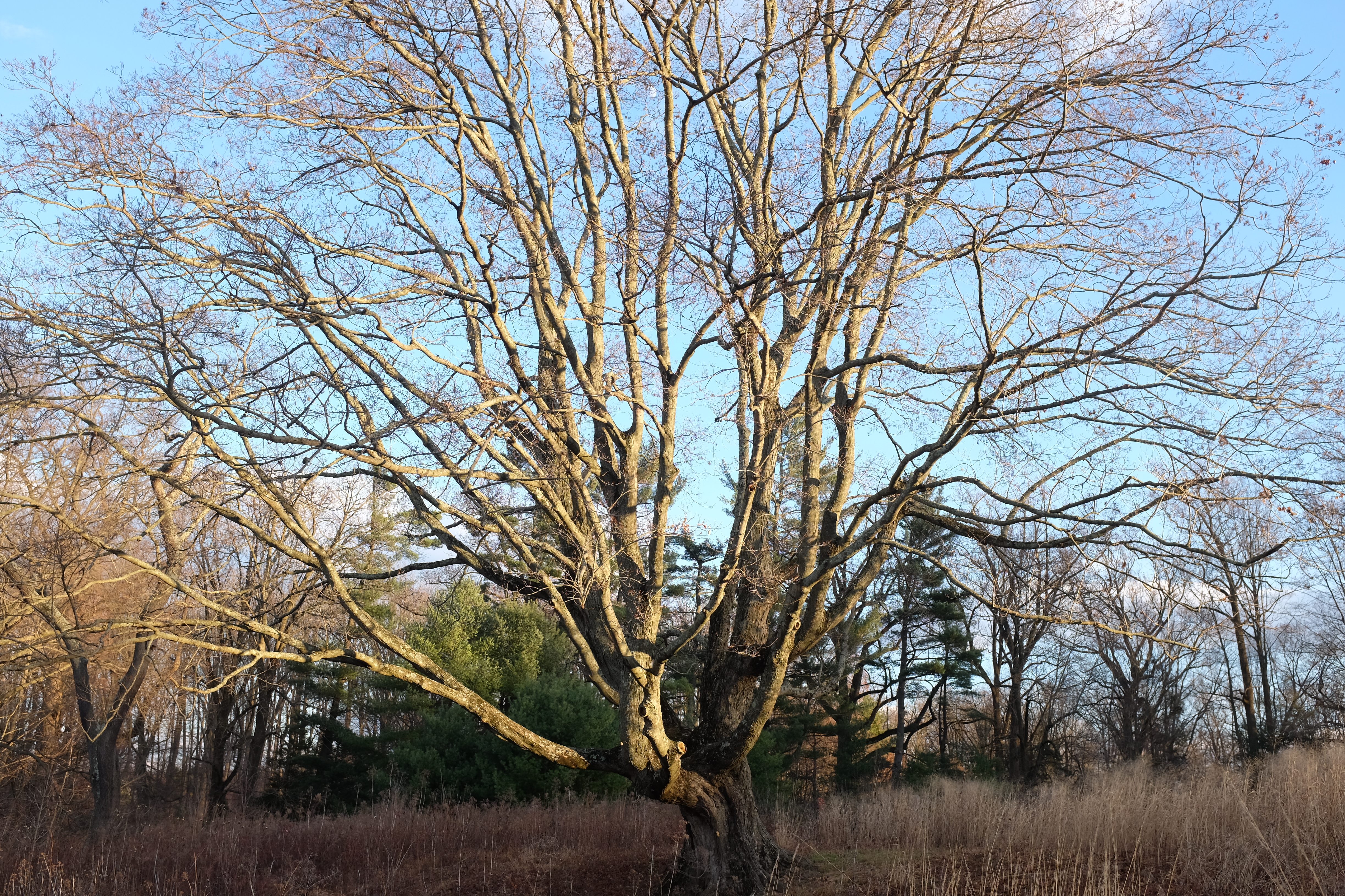 Massive red maple is surrounded by dried stalks of fall-blooming perennials in the Meadow.