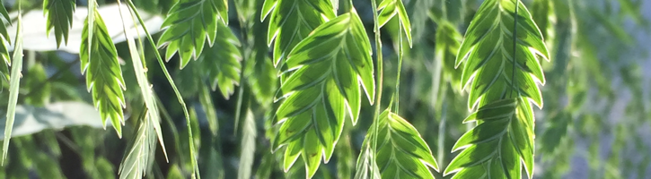 Northern sea oats green seed heads