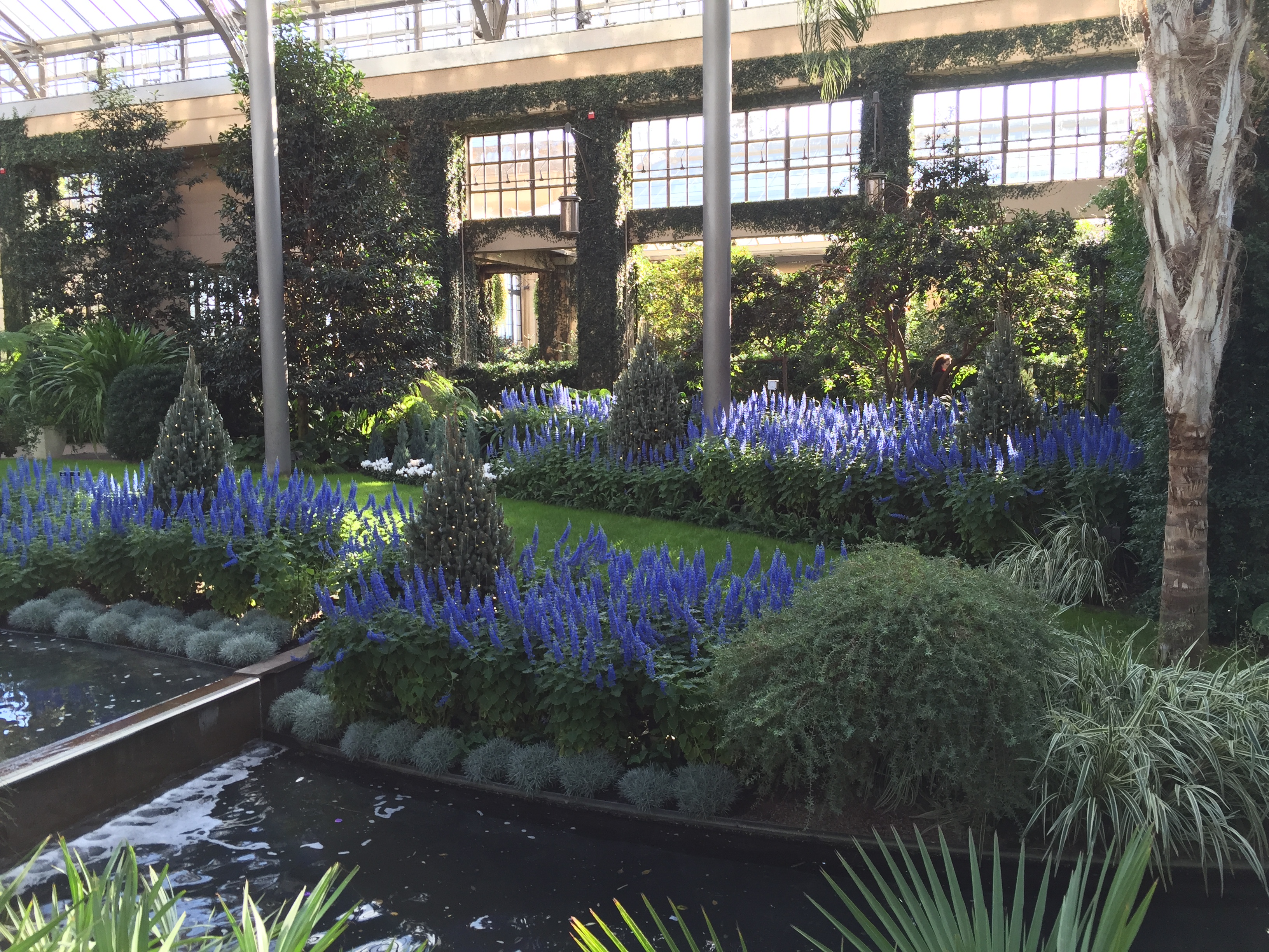 Evergreens and blue-themed flowers interspersed with permanent collection in the East Conservatory.