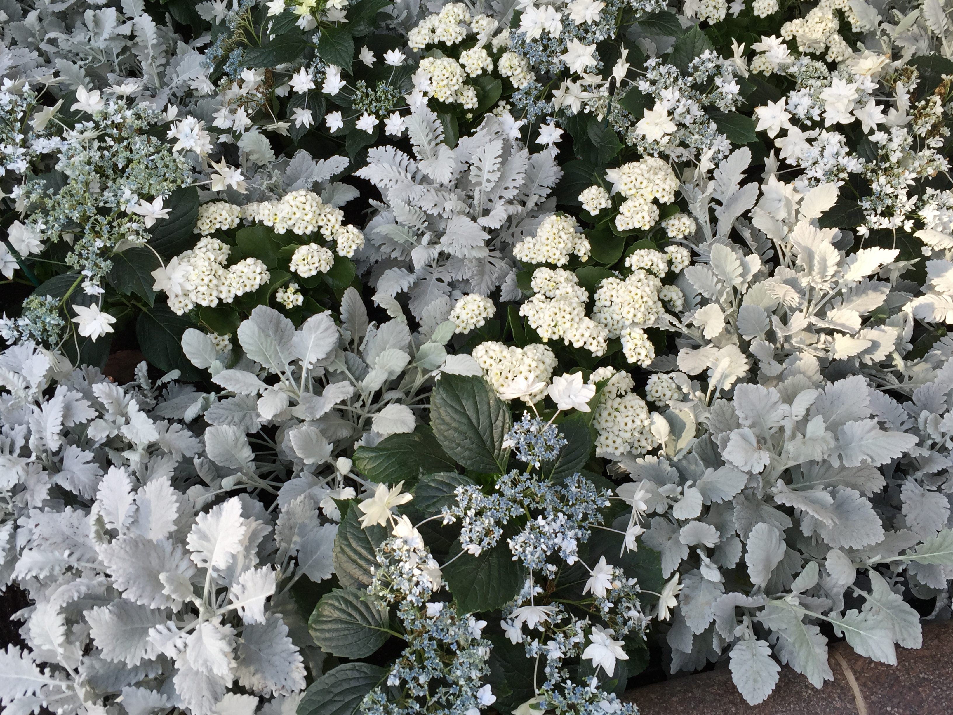 Wintery white display of kalanchoe, bigleaf hydrangea ‘Hanabi’, and dusty miller suggests snowflake patterns.