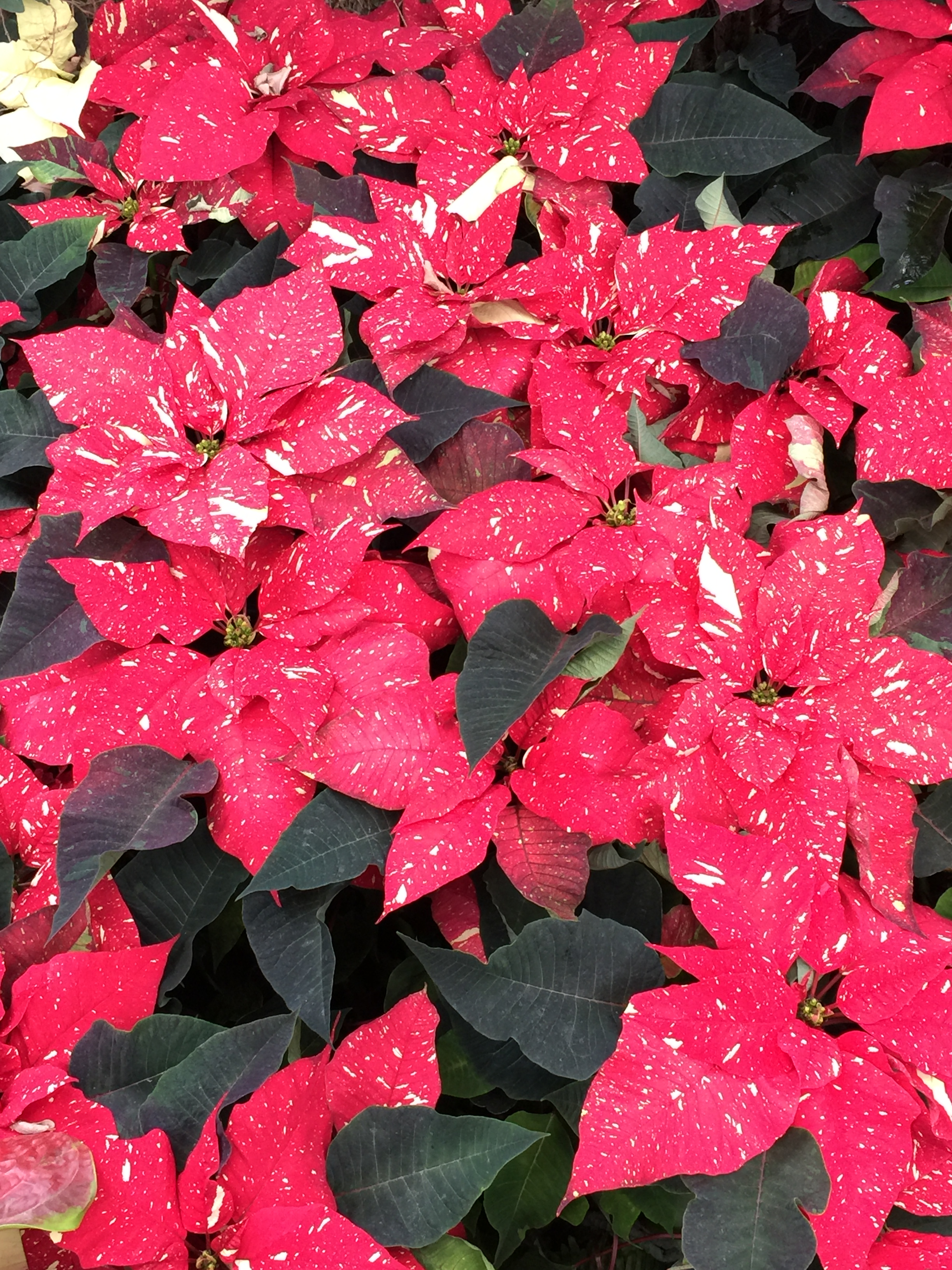 Variations of the poinsettia, the iconic flower of Christmas. DSCF7241: Strings of tiny lights decorate cactus and succulents in the Silver Garden.