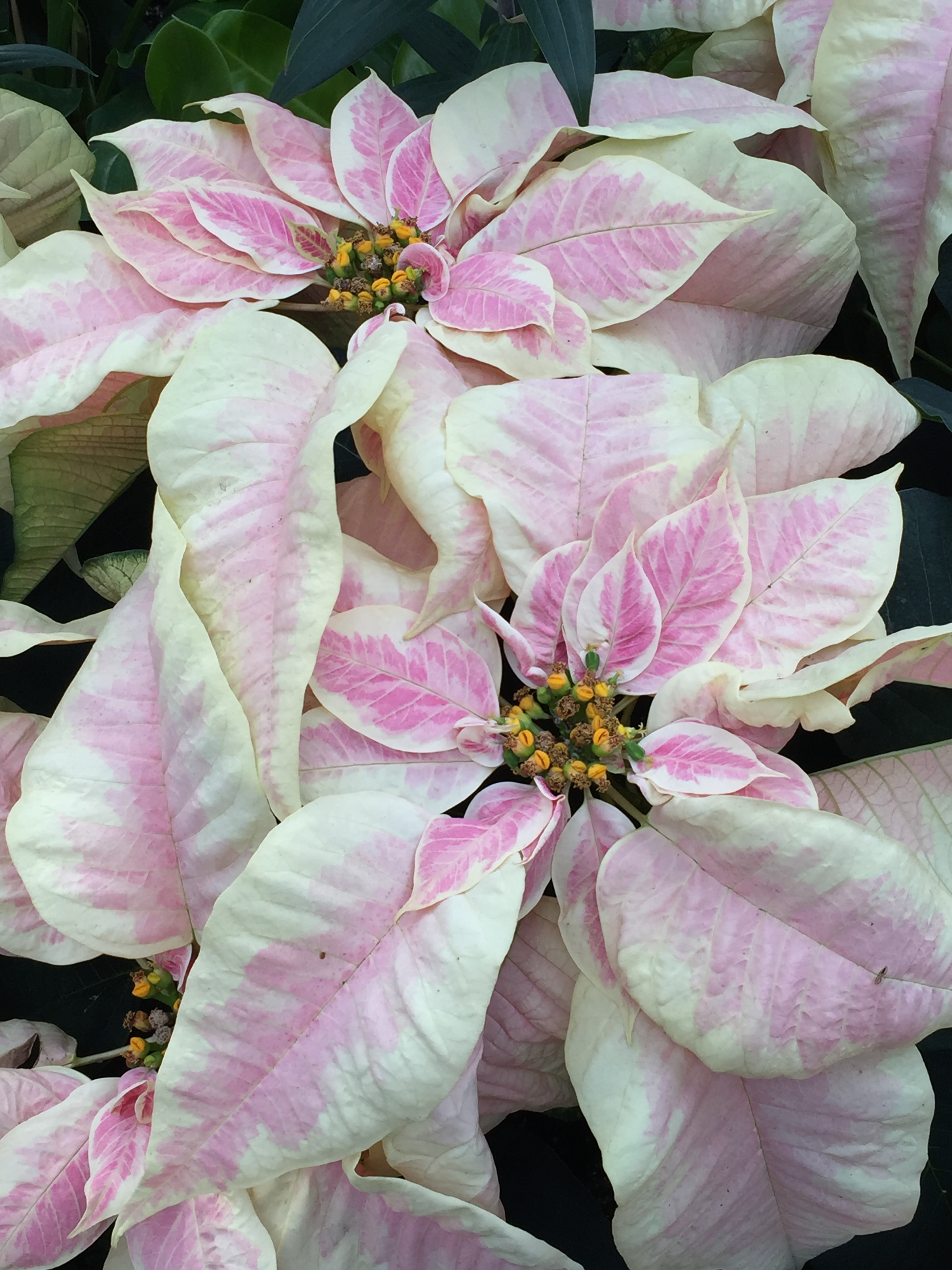 Variations of the poinsettia, the iconic flower of Christmas. DSCF7241: Strings of tiny lights decorate cactus and succulents in the Silver Garden.