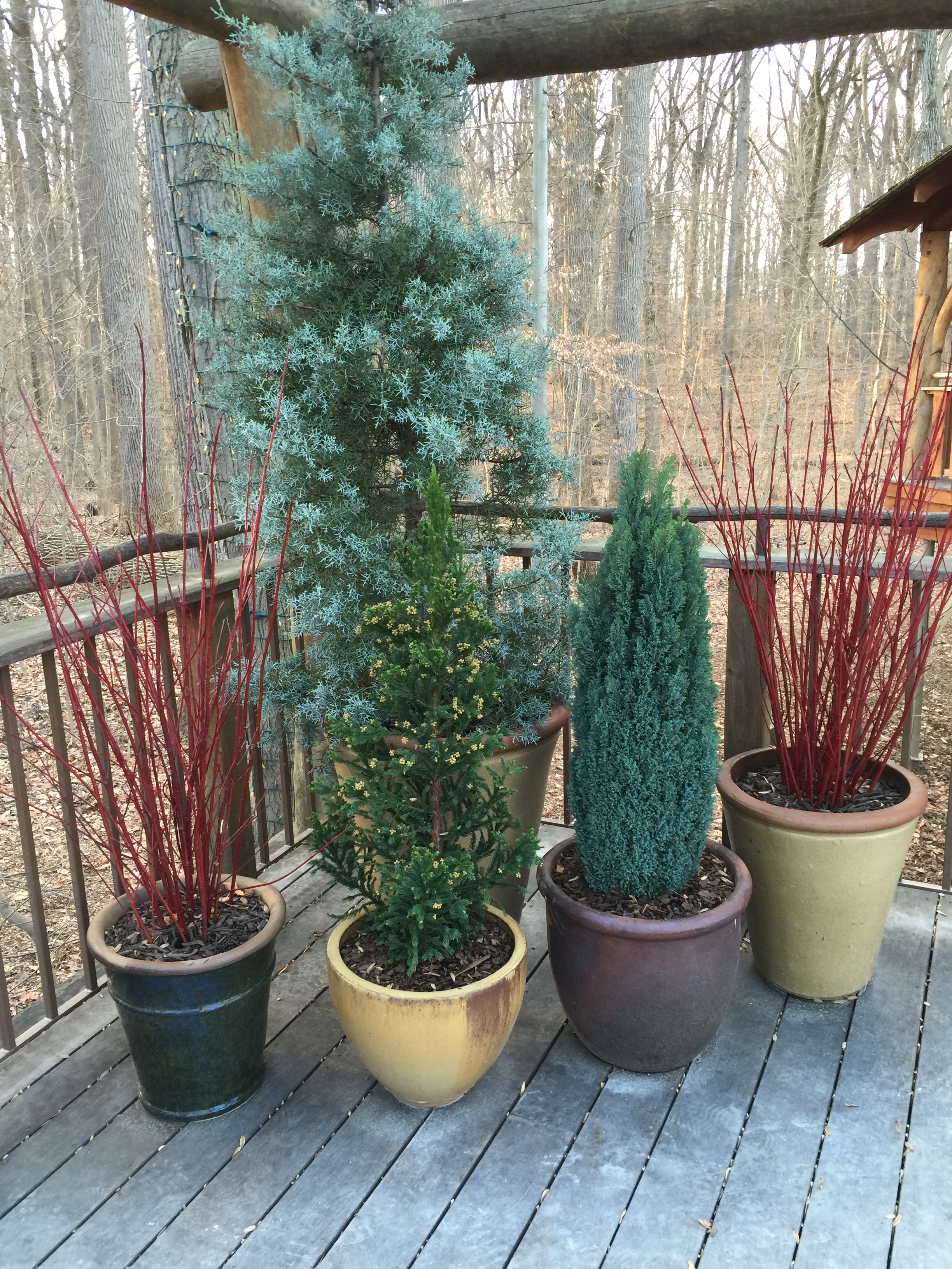 Containers with evergreens and red twig dogwood decorate the outdoors.