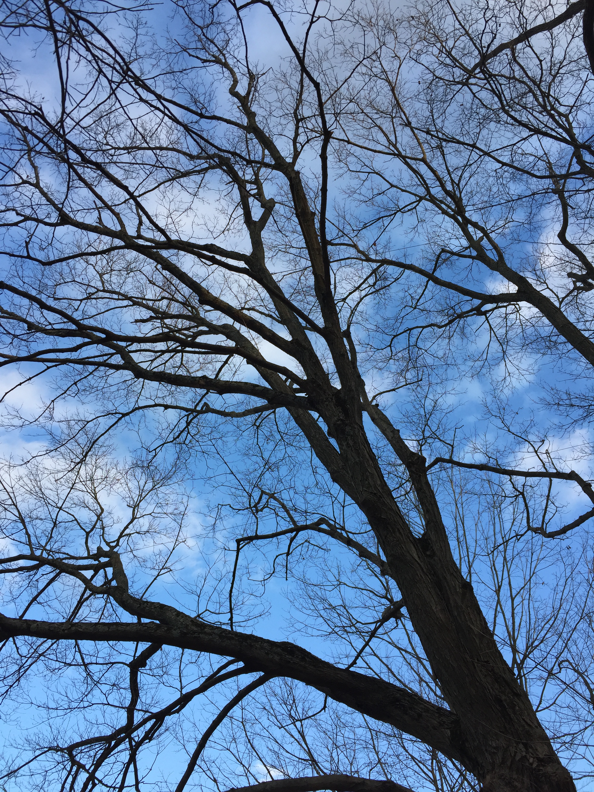 Silhouettes of tulip poplars in Forest Walk.