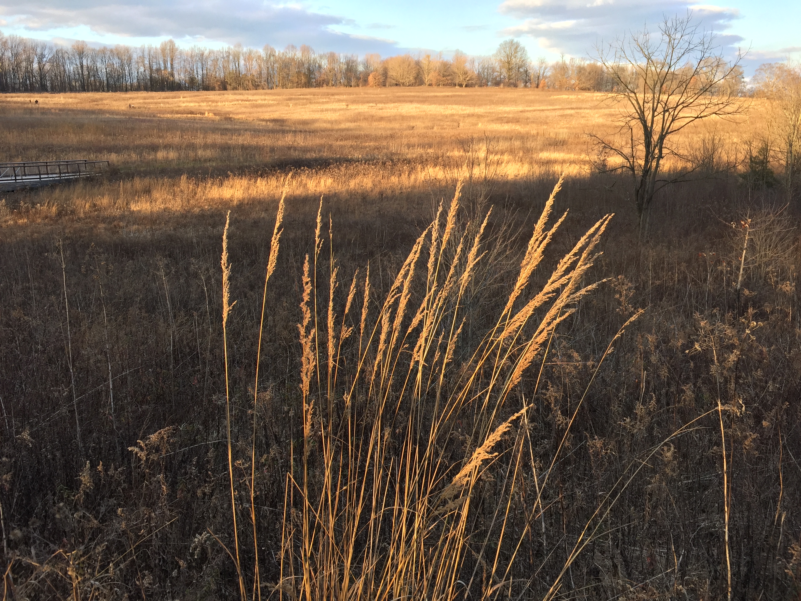 Grasses glow in the afternoon light in the Meadow.