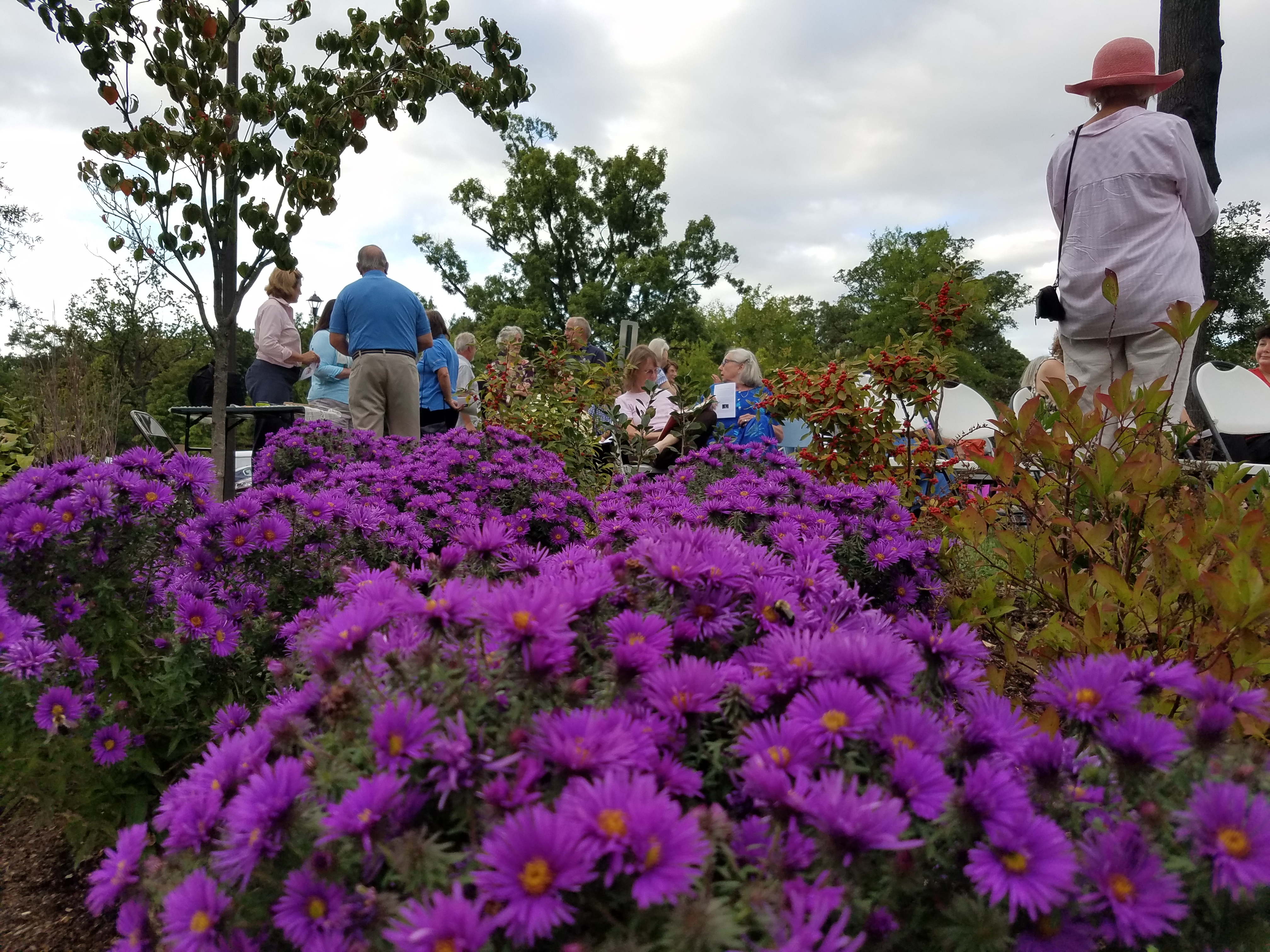 Asters in Tribute Bench Garden
