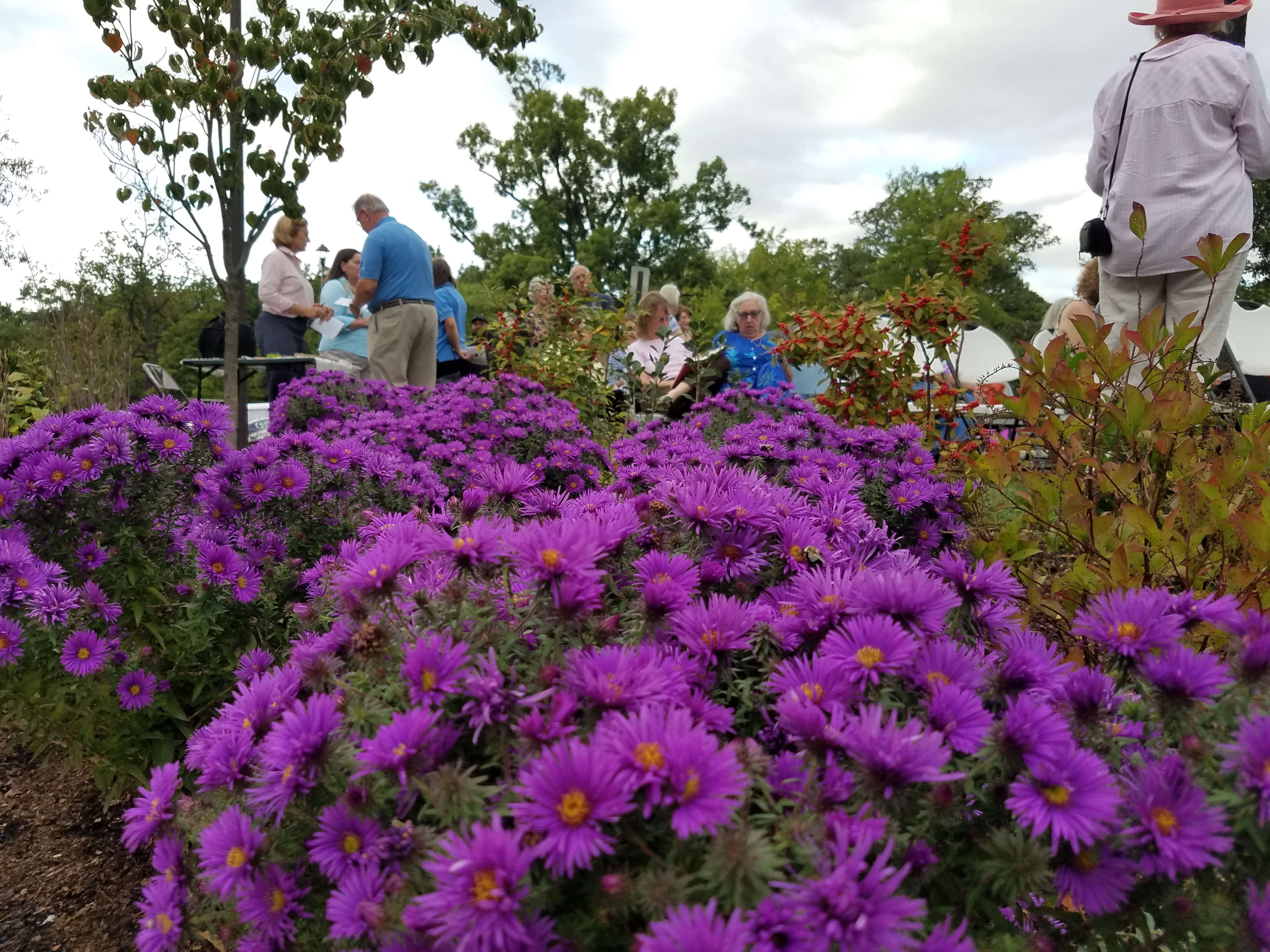 Asters in the tribute garden