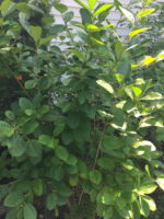 Aronia melanocarpa (Black Chokeberry) in August. Photo © 2017 Elaine Mills