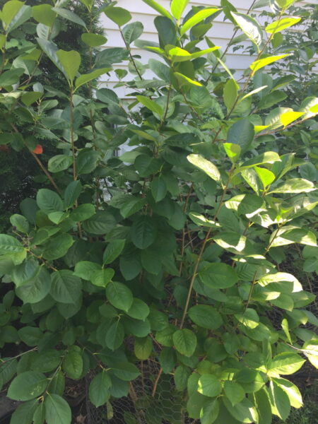 Aronia melanocarpa (Black Chokeberry) in August. Photo © 2017 Elaine Mills
