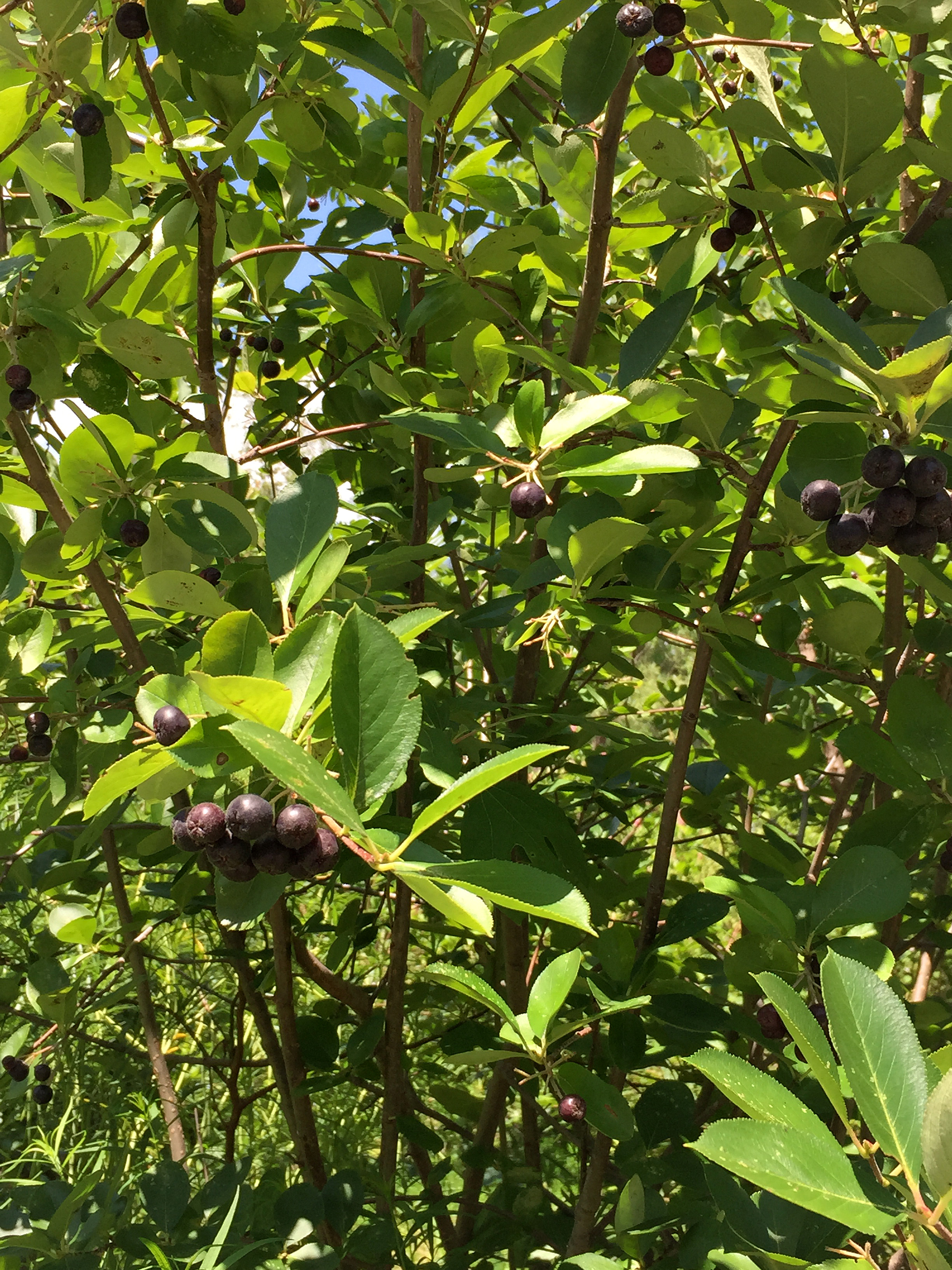 Aronia melanocarpa Black Chokeberry