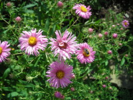 Asters with pollinator