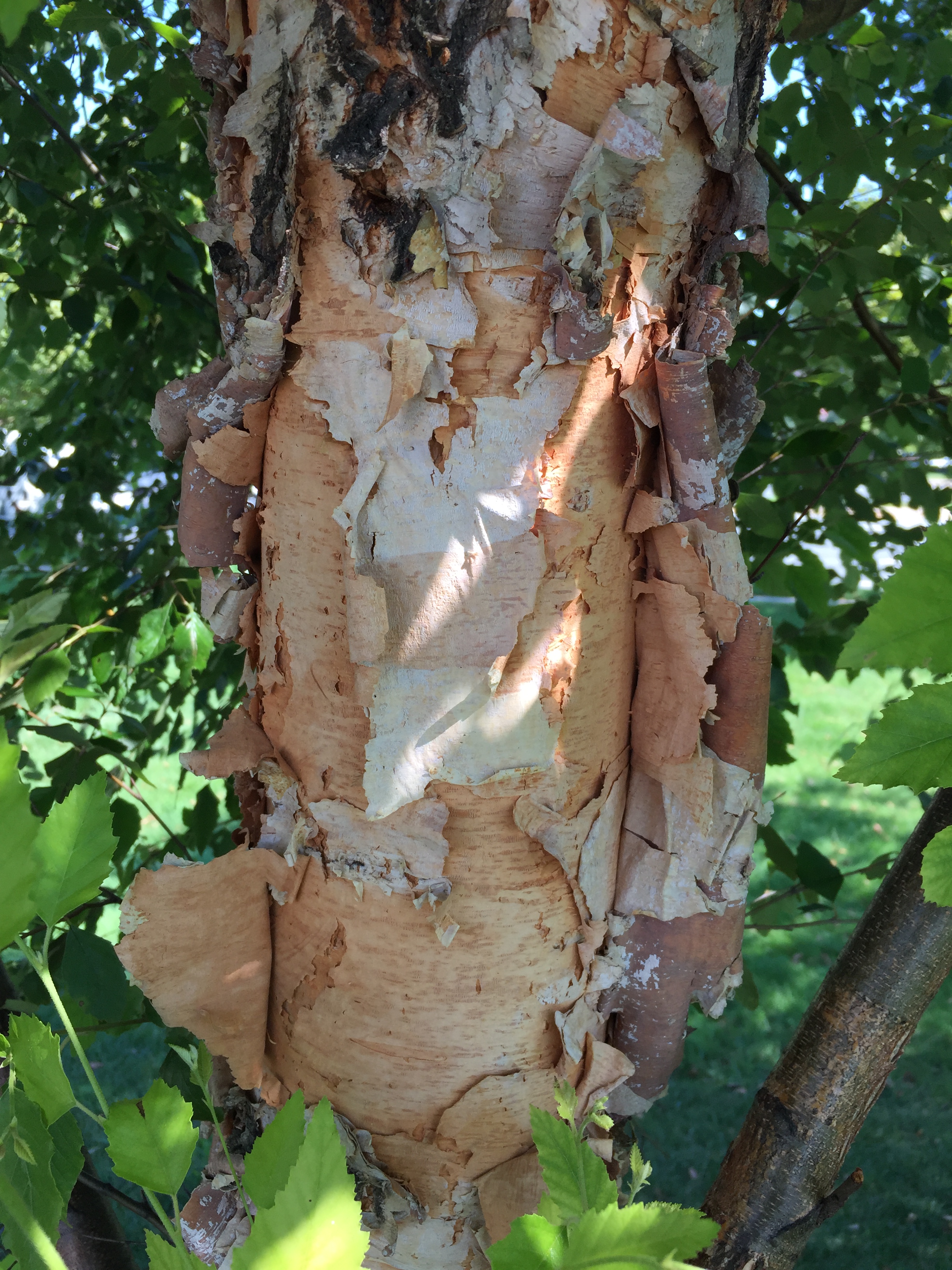 The exfoliating bark of river birch reveals multiple colorful layers.