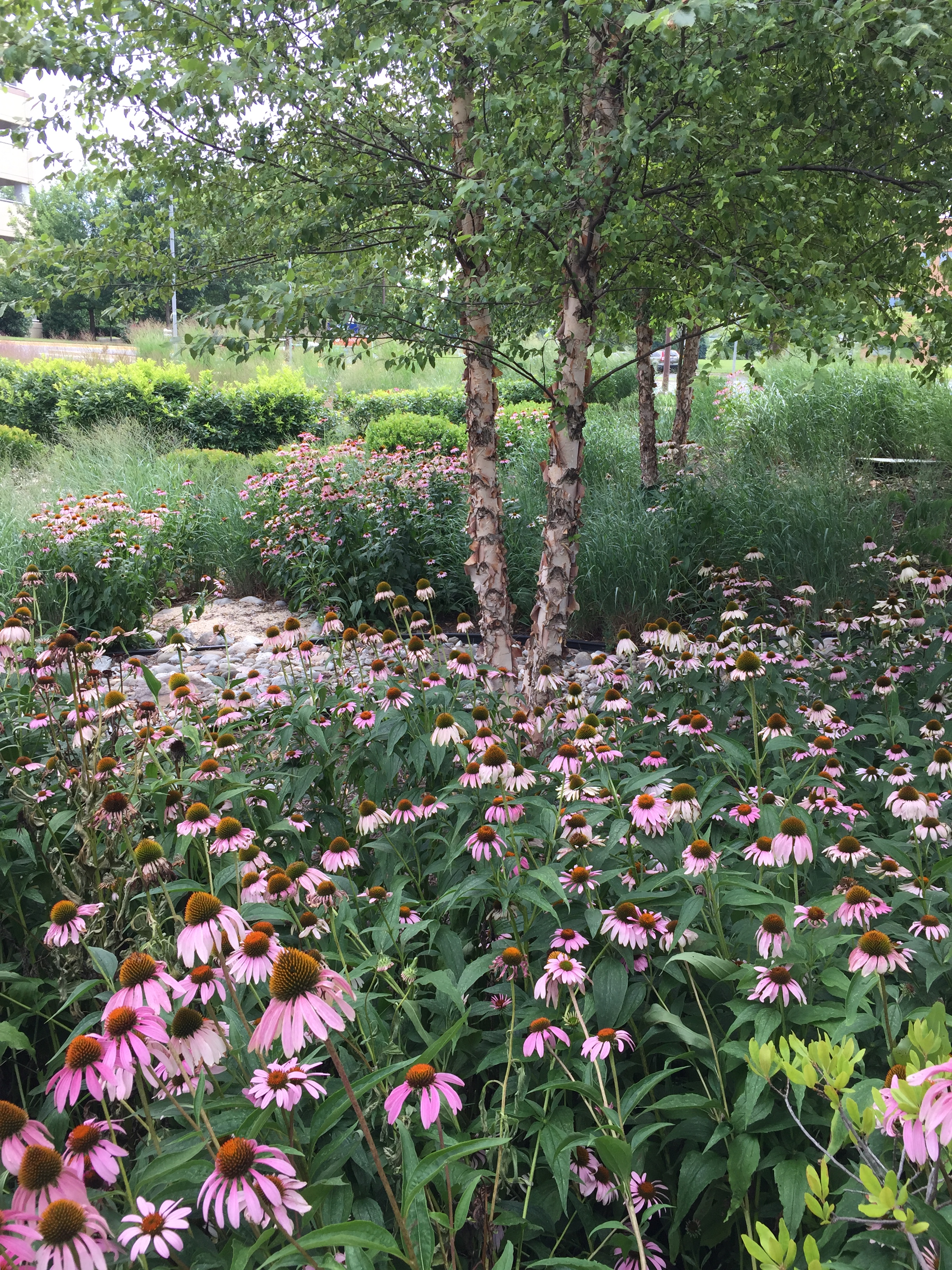 River birch combines beautifully with shrubs, perennials, and grasses.