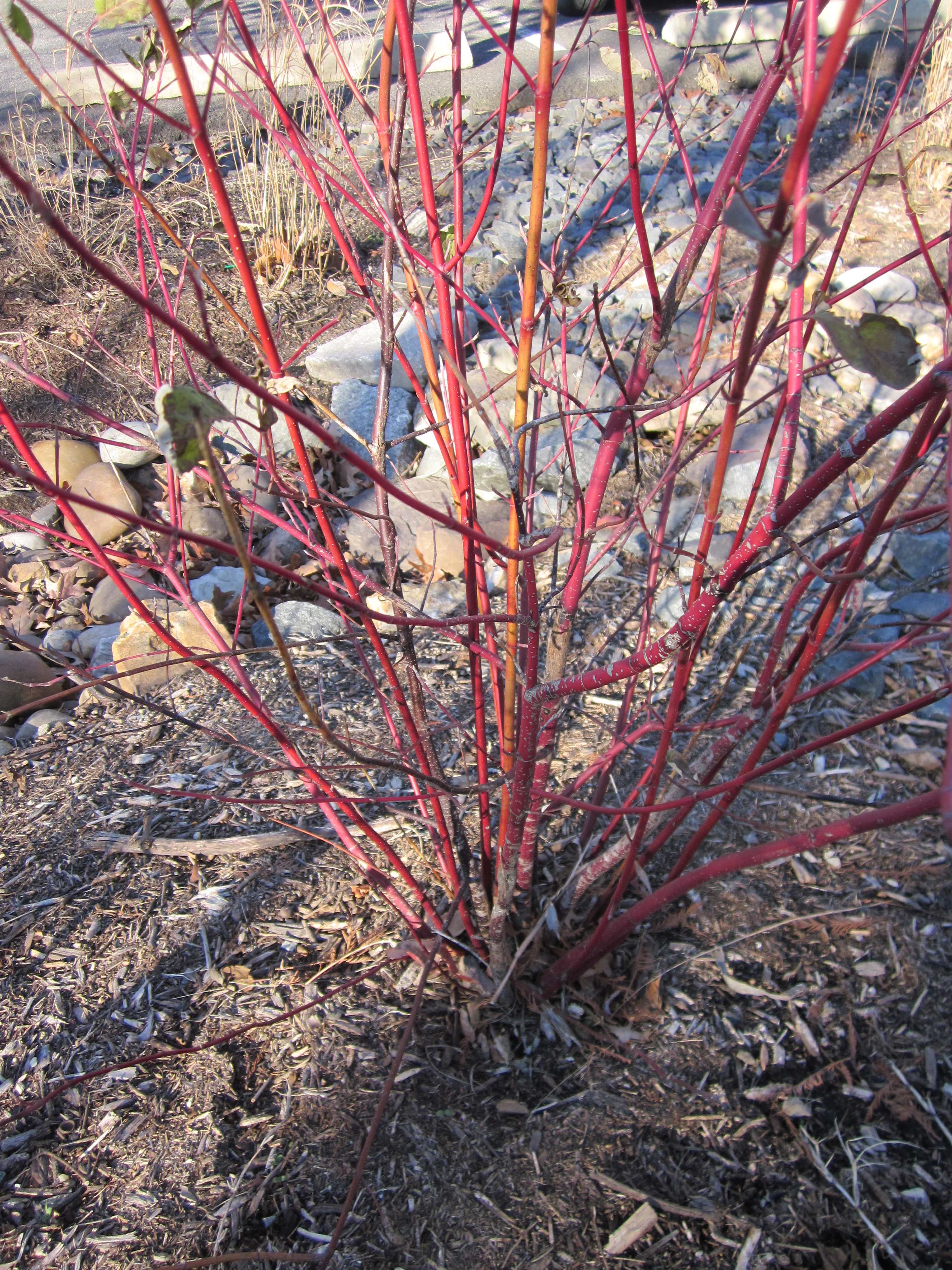 The bare branches of red twig dogwood turn a bright red in winter time.