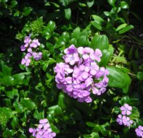 Dianthus japonicus close up
