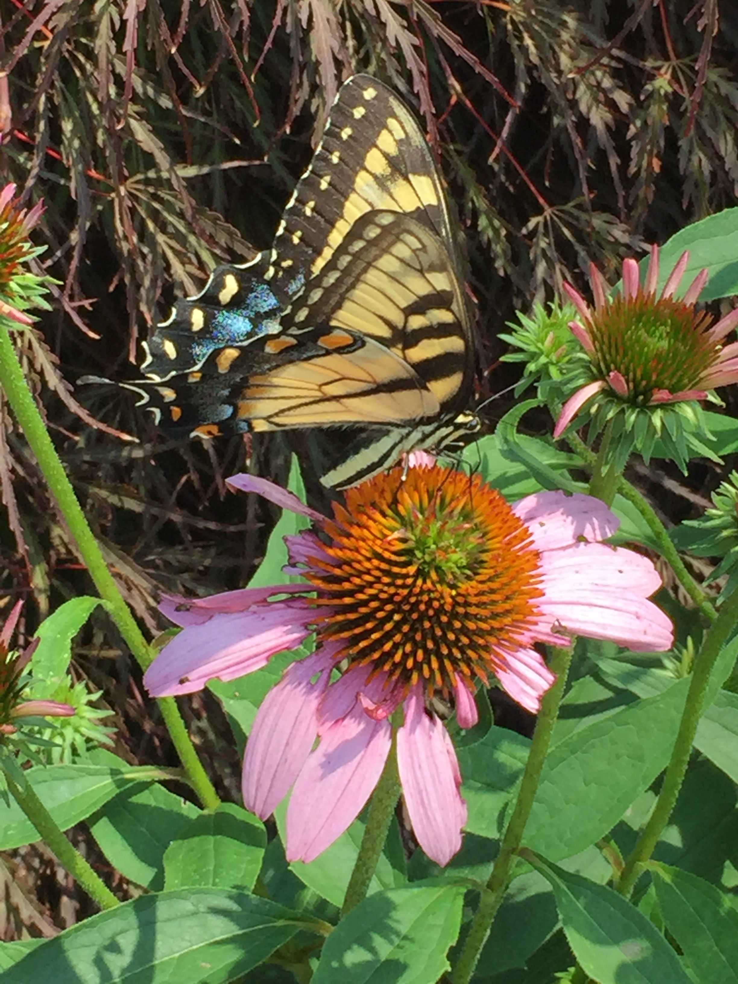 Purple coneflower attracts butterflies to its flowers in summer.
