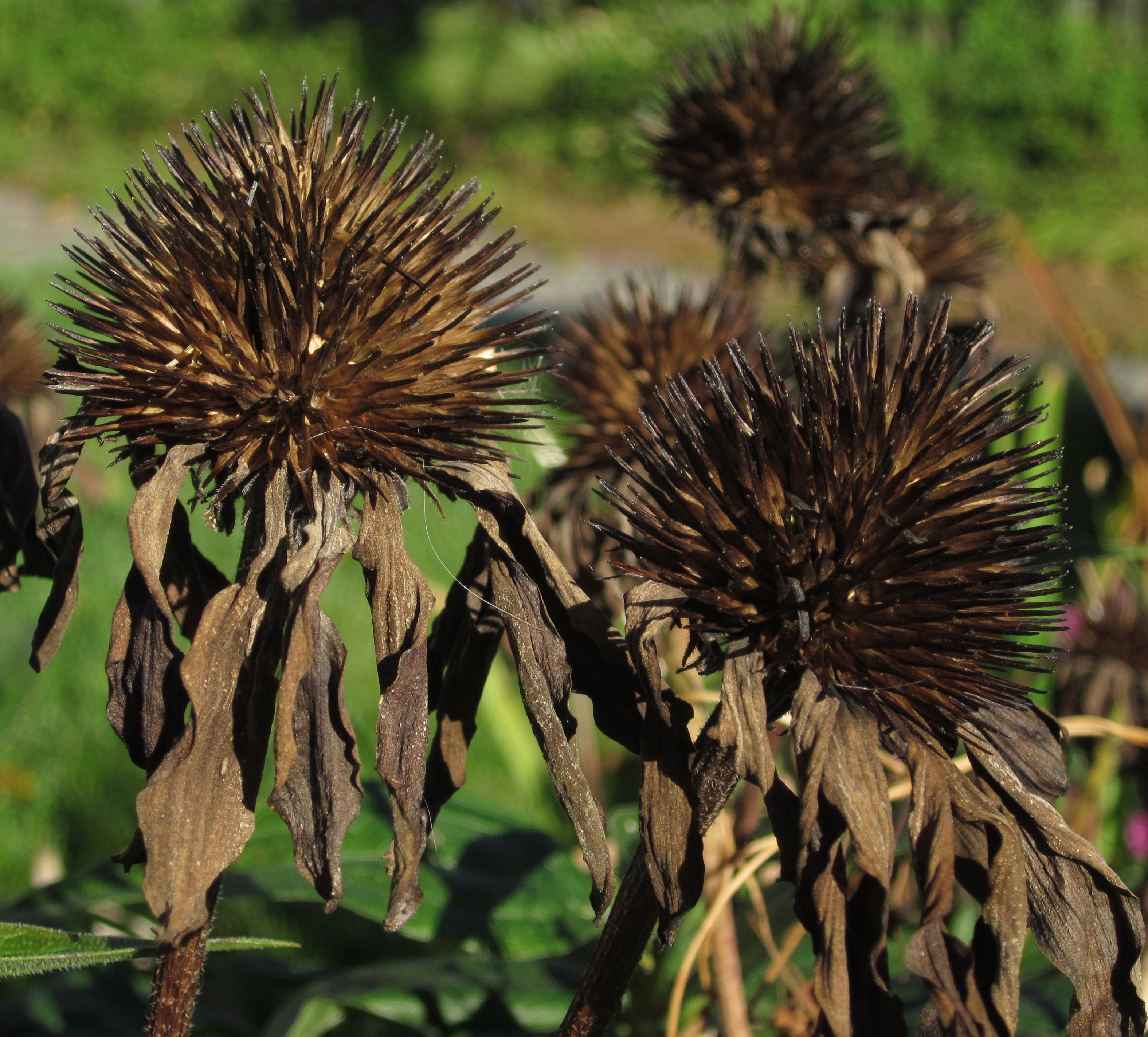 its seed heads provide food for goldfinches during cold weather.