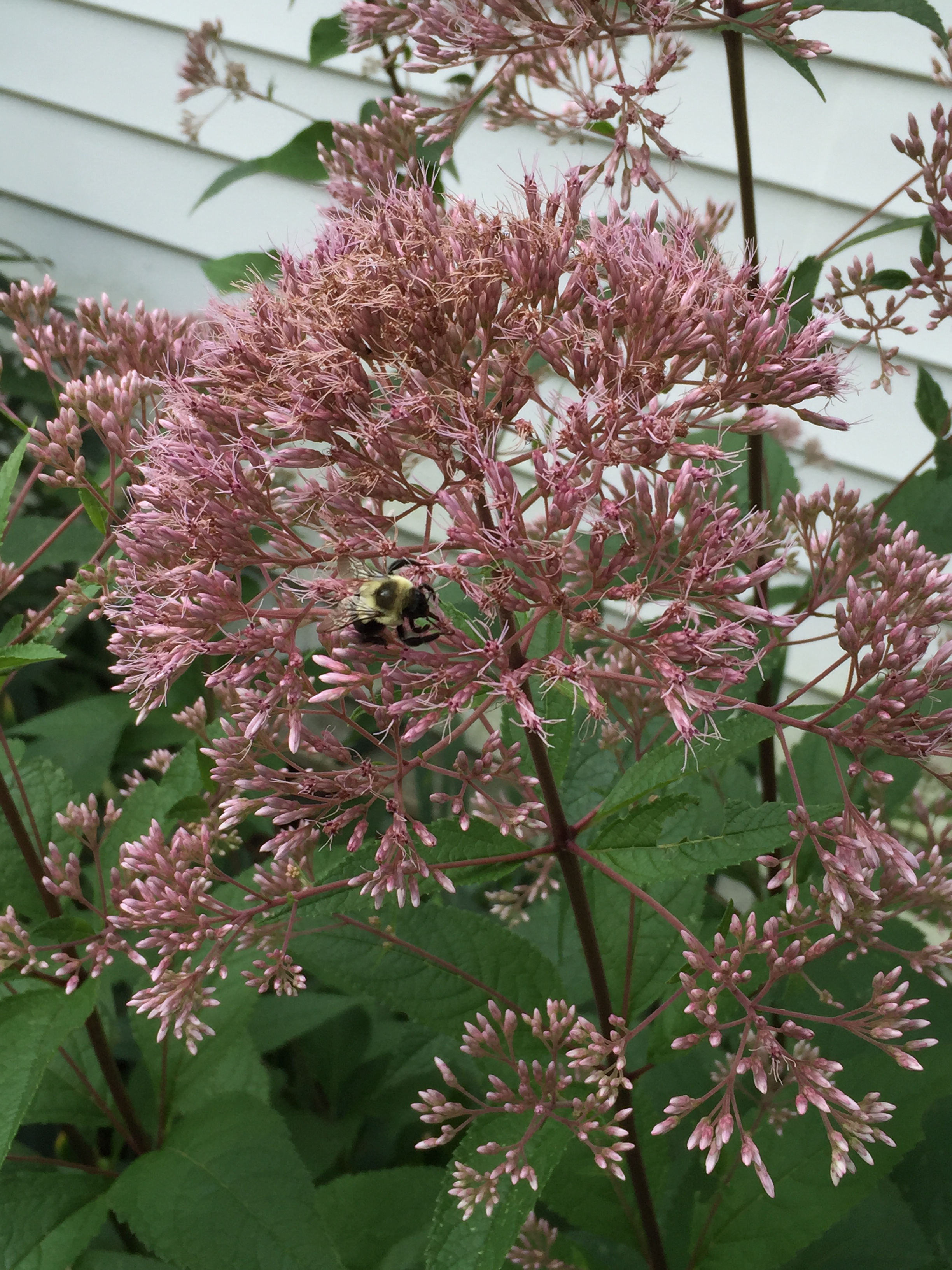 The blossoms of eastern Joe Pye weed are a favorite with bees during the blooming season.