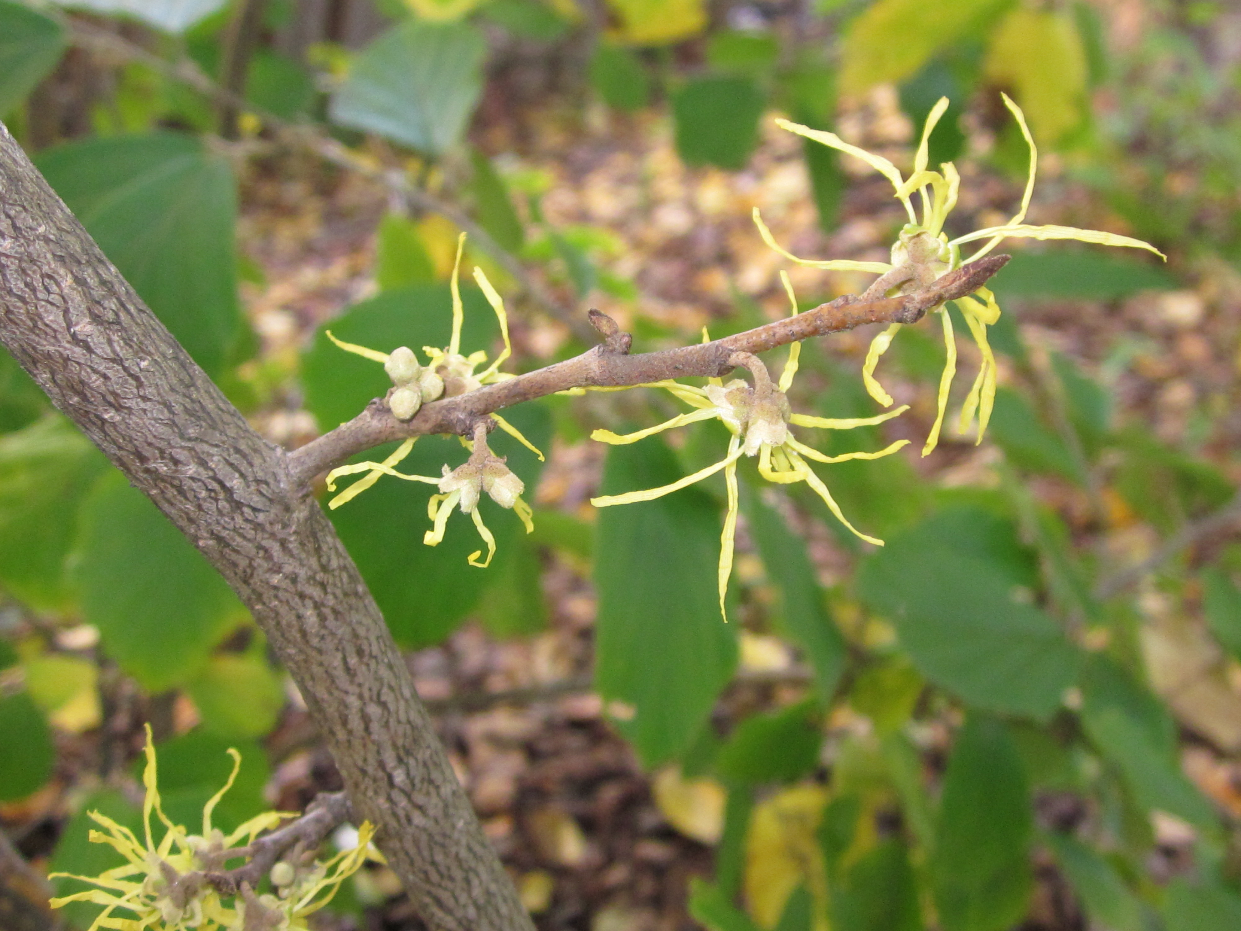 The spider-like flowers of witch hazel bloom in December.
