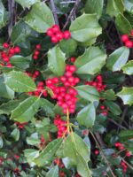 Fruit of American holly supports birds such as the cardinal, American robin and eastern bluebird.