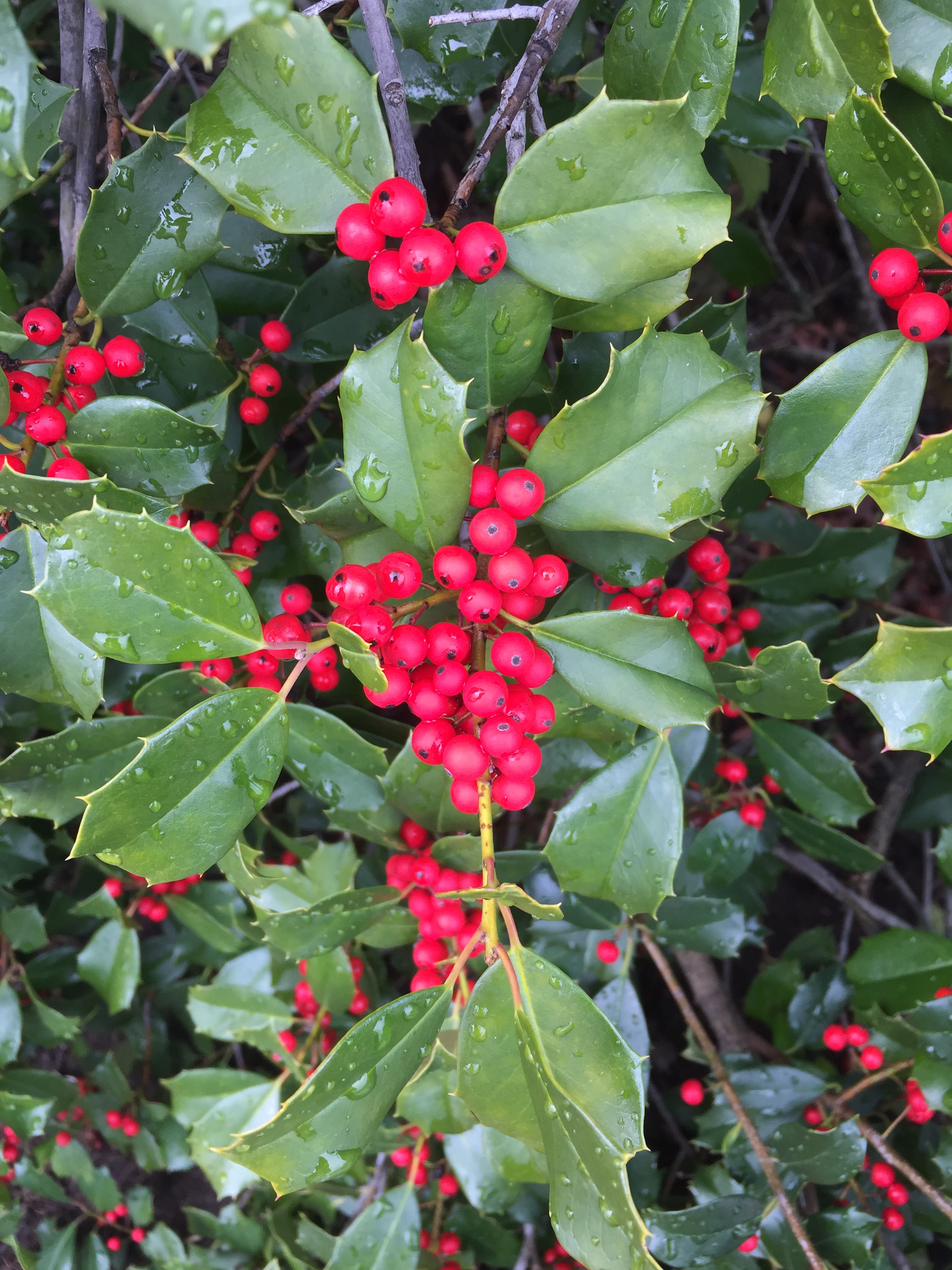 Fruit of American holly supports birds such as the cardinal, American robin and eastern bluebird.