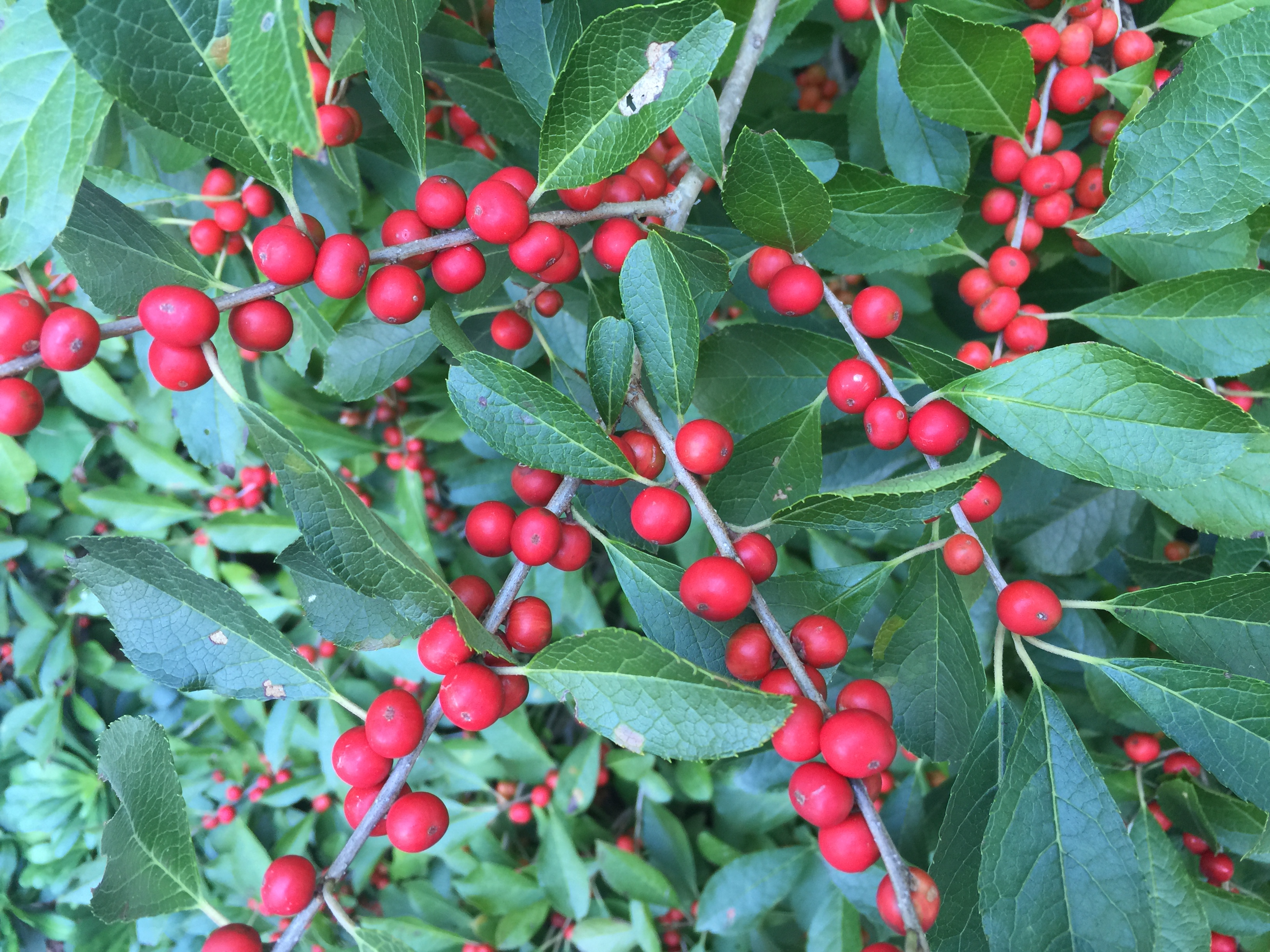 Cedar waxwings, mockingbirds, catbirds, and woodpeckers are among the songbirds that use winterberry holly as a winter food source.