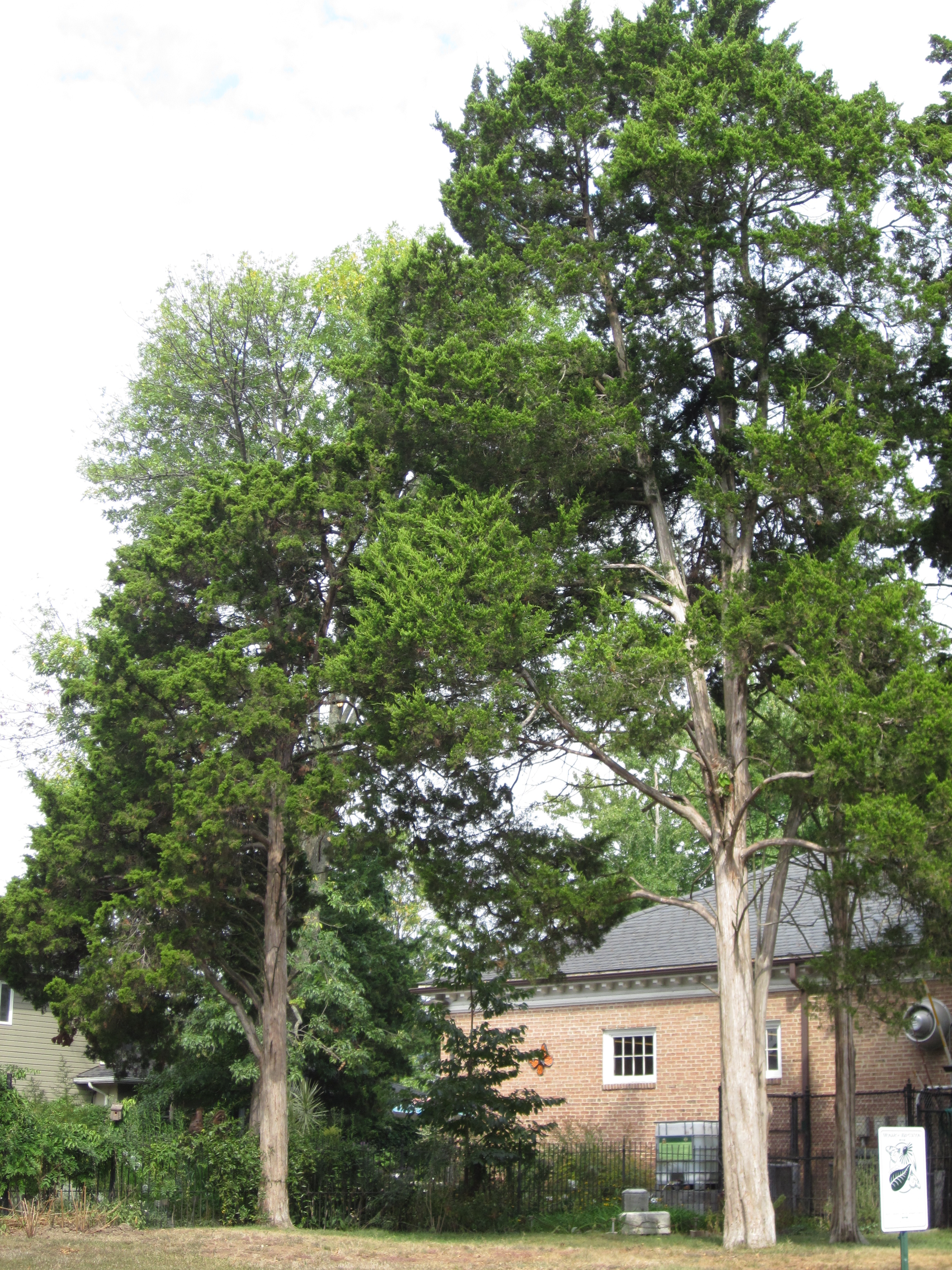 Lovely specimens of eastern red cedar are growing at the Glencarlyn Library Community Garden.