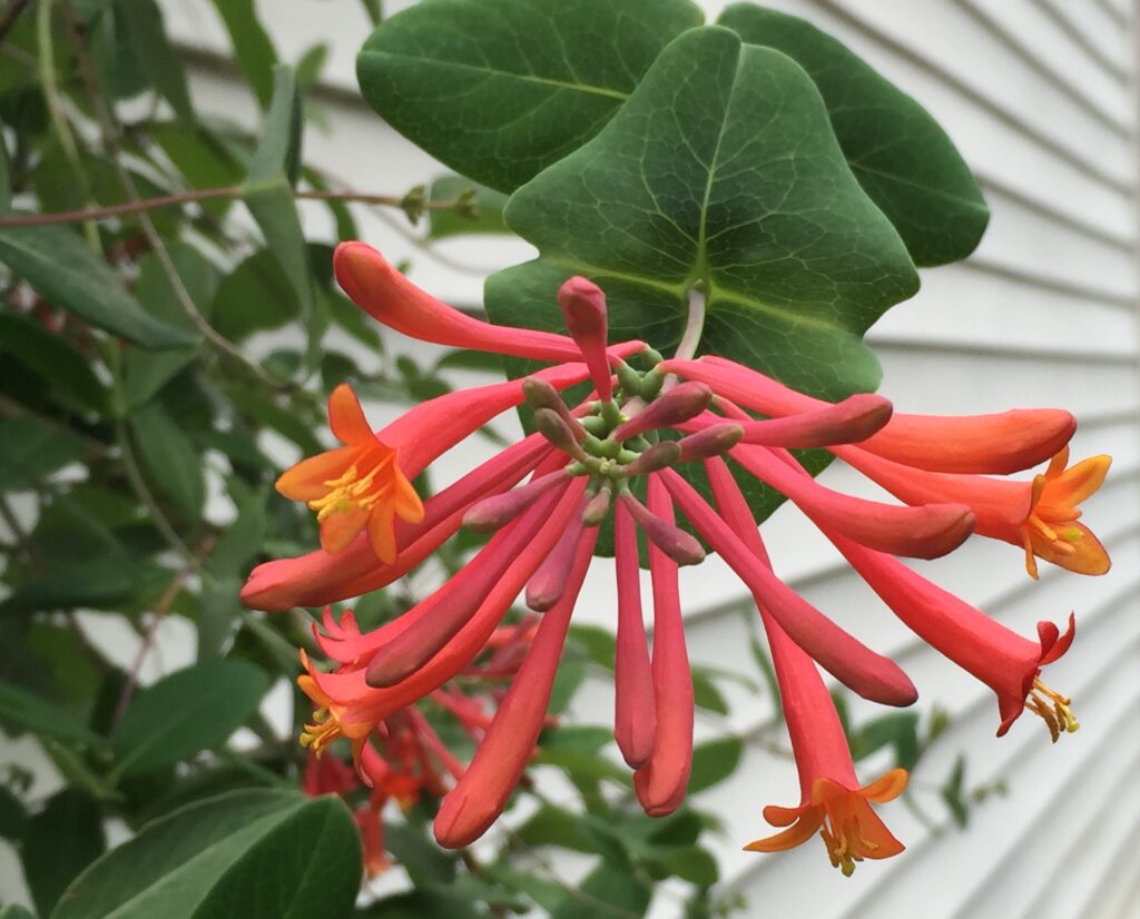 Trumpet honeysuckle can bloom intermittently until frost.