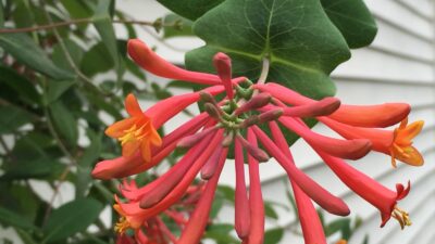 Trumpet honeysuckle can bloom intermittently until frost.