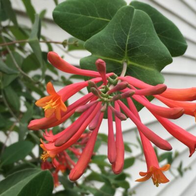 Trumpet honeysuckle can bloom intermittently until frost.