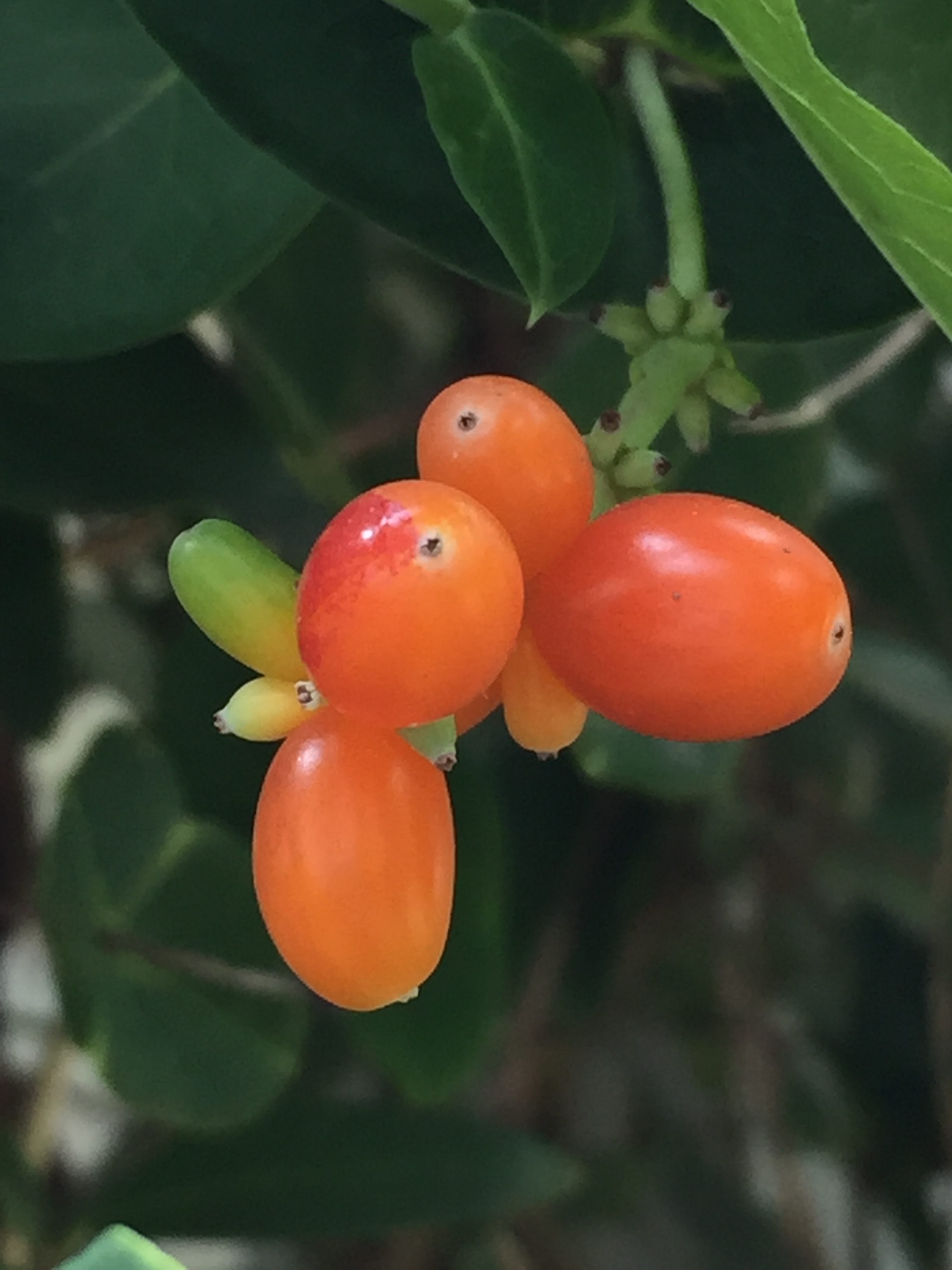 The vine’s berry-like fruit is a food source for birds from August to March.