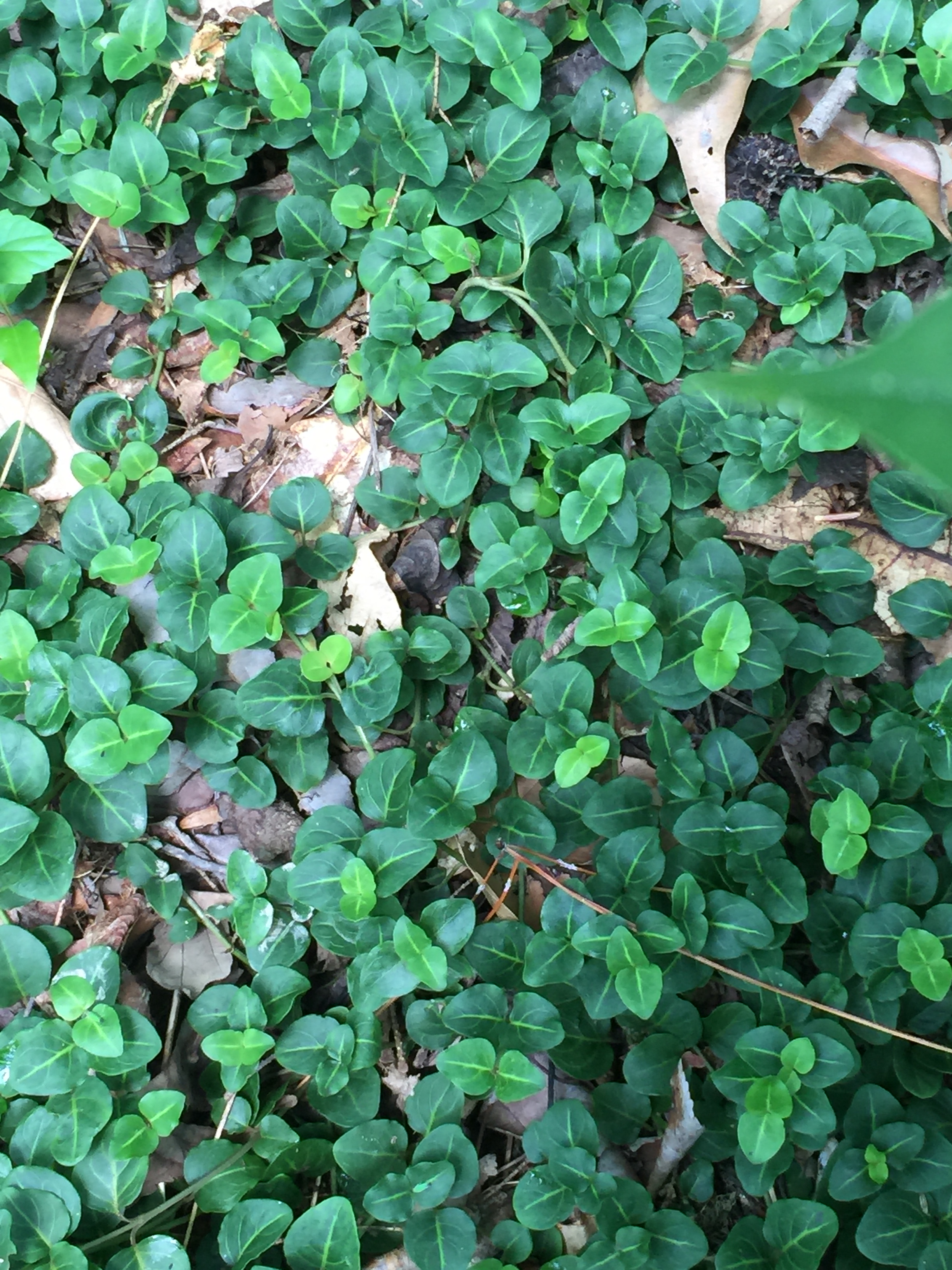 Partridgeberry forms a dense mat of evergreen leaves.