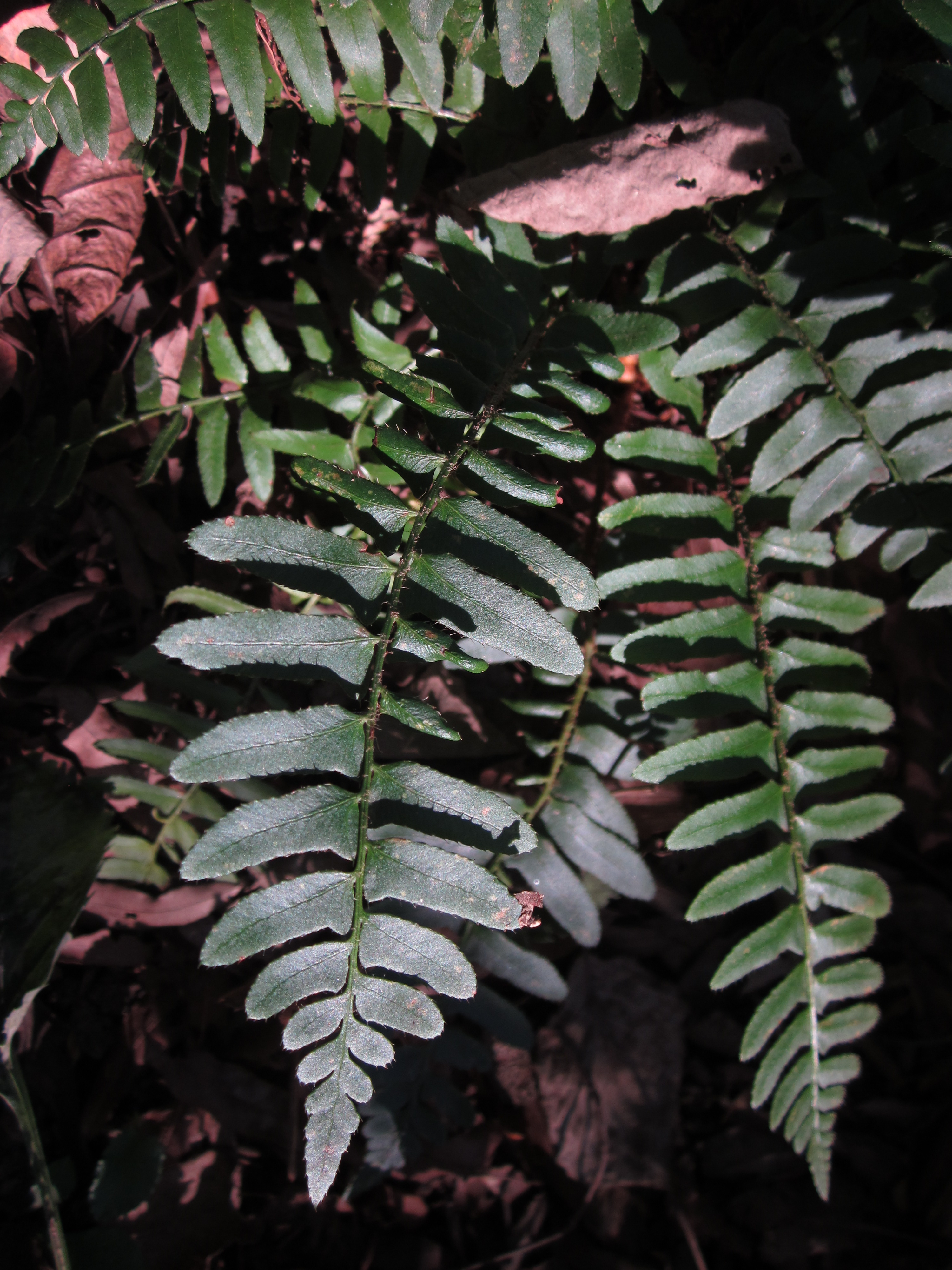 The pinnae on the fern’s evergreen fronds resemble small Christmas stockings.