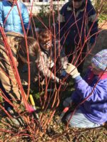 Coordinators at the Glencarlyn Garden carefully prune red twig dogwood in late winter to encourage the growth of young red stems.